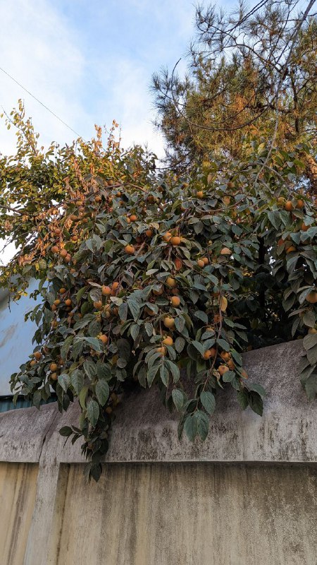 Всех с добрым утром, небольшой пост-анонс и краткие новости.Сегодня будут горы, уже в пути.Что после Грузии мне кажется неудобным в узбекистане:1) Обязательная регистрация, благо для россиян в течении 15 дней.2) Регистрация IMEI, иначе мобильный телефон перестанет работать в местных сетях через месяц.3) Судя по отзывам других людей местные банки очень отсталые по функционалу, а так же имеют дикие комиссии, даже за покупку по карте в районе процента.4) Весь неавторизованный UDP трафик блокируется ну уровне государственного роутера и как следствие многие ВПН протоколы не работают, например я не могу подключиться к своему домашнему серверу. Буду пробовать настраивать Впн через tcp.Что приятного:1) Да в целом все очень спокойно, нет такого ажиотажа как в тех туристических местах где был до этого.2) Очень хорошее отношение местных, все говорят на русском языке, ощущаешь себя как в старой России. В кинотеатре все мировые премьеры на русском языке.3) Курс местный валюты. Раньше я слышал что в Узбекистане процветает черный рынок валюты, так как официальный был фиксированным и ты менял на рынке 100 долларов на пакет местной налички, но оказалось что в 16 году они провели ряд валютных реформ и в итоге курс в банках самый выгодный, в отличии от уличных менял. Есть автоматы для обмена валюты.4) Никаких разговоров на улице про политику и новости.Всех с добрым утром, небольшой пост-анонс и краткие новости.Сегодня будут горы, уже в пути.Что после Грузии мне кажется неудобным в узбекистане:1) Обязательная регистрация, благо для россиян в течении 15 дней.2) Регистрация IMEI, иначе мобильный телефон перестанет работать в местных сетях через месяц.3) Судя по отзывам других людей местные банки очень отсталые по функционалу, а так же имеют дикие комиссии, даже за покупку по карте в районе процента.4) Весь неавторизованный UDP трафик блокируется ну уровне государственного роутера и как следствие многие ВПН протоколы не работают, например я не могу подключиться к своему домашнему серверу. Буду пробовать настраивать Впн через tcp.Что приятного:1) Да в целом все очень спокойно, нет такого ажиотажа как в тех туристических местах где был до этого.2) Очень хорошее отношение местных, все говорят на русском языке, ощущаешь себя как в старой России. В кинотеатре все мировые премьеры на русском языке.3) Курс местный валюты. Раньше я слышал что в Узбекистане процветает черный рынок валюты, так как официальный был фиксированным и ты менял на рынке 100 долларов на пакет местной налички, но оказалось что в 16 году они провели ряд валютных реформ и в итоге курс в банках самый выгодный, в отличии от уличных менял. Есть автоматы для обмена валюты.4) Никаких разговоров на улице про политику и новости.