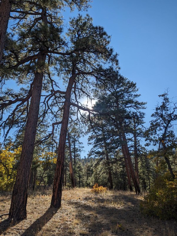 Всем привет! В общем от меня давно не было вестей, были различные периоды, которые чередовались. Супер продуктивные с хорошим настроем и наоборот какие-то моменты когда я был поникшим. Но сейчас вроде прихожу в себя и к балансу, буду стараться рассказывать больше про житуху-бытовуху!В общем на прошлой неделе я взял отпуск, ко мне приехал техасский брат с женой и мы поехали в трип на машине на гранд каньон. Все было отлично, не считая момента когда я чуть задремал на пустой дороге в пустыне и выехал на встречку, потом сразу же поменялись с братом.Погода в это время там тоже огонь, не жарко, тепло, можно гулять и гулять. В понедельник мы проехали от ЛА до деревушки Cottonwood, что в Аризоне и там же заночевали, а с утра двинули уже непосредственно  на гранд каньон. Фоток из деревушки и из airbnb дома нет, но было супер уютно, пожарили мясо на гриле и кукурузку, да и сама деревушка супер уютная, спокойная, при это в ней есть большие магазины и тд.Сам гранд каньон для нас как для туристов представлен в виде большого количества обзрных площадок, между которыми ты перемещаешься в течении дня на машине, есть еще музеи, но мы были ограничены во времени. Встретив закат на каньоне, мы по полной насладились звездным небом и поехали дальше, в сторону Лас Вегаса, продолжение будет завтра!Что-то косяк с видео был, добавил в комменты.Всем привет! В общем от меня давно не было вестей, были различные периоды, которые чередовались. Супер продуктивные с хорошим настроем и наоборот какие-то моменты когда я был поникшим. Но сейчас вроде прихожу в себя и к балансу, буду стараться рассказывать больше про житуху-бытовуху!В общем на прошлой неделе я взял отпуск, ко мне приехал техасский брат с женой и мы поехали в трип на машине на гранд каньон. Все было отлично, не считая момента когда я чуть задремал на пустой дороге в пустыне и выехал на встречку, потом сразу же поменялись с братом.Погода в это время там тоже огонь, не жарко, тепло, можно гулять и гулять. В понедельник мы проехали от ЛА до деревушки Cottonwood, что в Аризоне и там же заночевали, а с утра двинули уже непосредственно  на гранд каньон. Фоток из деревушки и из airbnb дома нет, но было супер уютно, пожарили мясо на гриле и кукурузку, да и сама деревушка супер уютная, спокойная, при это в ней есть большие магазины и тд.Сам гранд каньон для нас как для туристов представлен в виде большого количества обзрных площадок, между которыми ты перемещаешься в течении дня на машине, есть еще музеи, но мы были ограничены во времени. Встретив закат на каньоне, мы по полной насладились звездным небом и поехали дальше, в сторону Лас Вегаса, продолжение будет завтра!Что-то косяк с видео был, добавил в комменты.