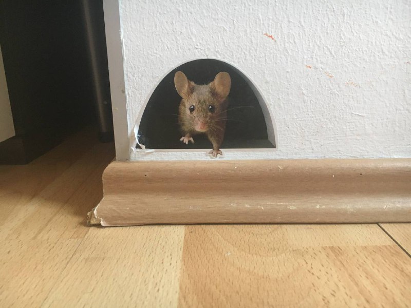 Новая хата на неделю, хозяйка явно любит мышей. p.s. Видео в комментах будетНовая хата на неделю, хозяйка явно любит мышей. p.s. Видео в комментах будет