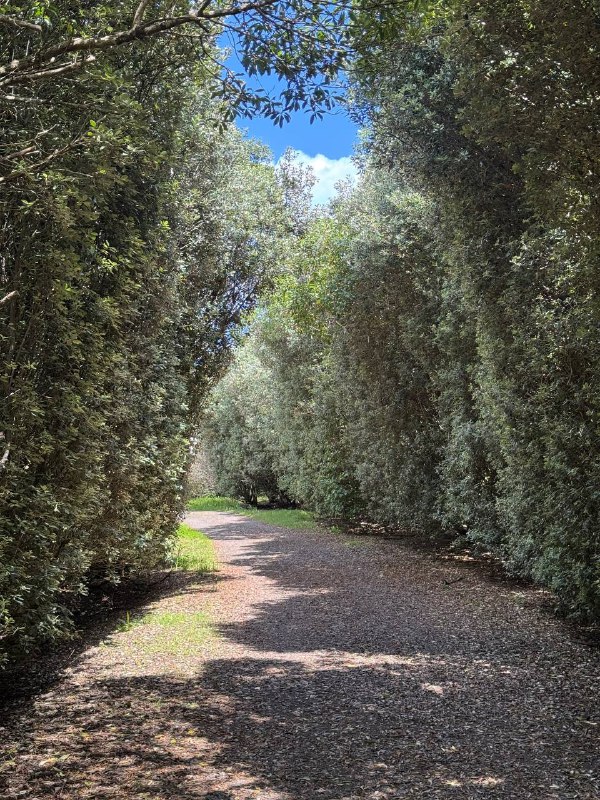 Всем привет! Ну что, пошла вторая неделя в Новой Зеландии, на выходных я скатался на автобусах в не очень далекие места, поэтому виды пока так себе, но склеил что наснимал в ленивом режиме, в одно большое видео, не знаю кто осилит 6 минут моего бубнежа, но милости прошу, так же румтурчик)В понедельник был в языковой школе первый раз, день начался с оценки моего уровня, сначала быстренько проверили Speaking, затем был инструктаж и затем был Writing и Grammar, а после нам устроили мини прогулку по городу с рассказам где что, в плане магазинов и тд. Но я уже все знал что нам показали, так как за неделю уже все эти улица обходил активно, после возвращения, нам сообщили нам дали наши какрточки с указанным классом, в итоге меня определили в Uppper Intermidiate, что было для меня если честно очень удивительно, ни разу меня раньше оценивали, я хоть и говорю уже без стеснения, но ошибки совершаю порой, в общем был приятно удивлен.Я потом подошел и спроисл оценки каждой из проверки в итоге:Speaking: Upper IntermidiateWriting: AdvancedGrammar: Upper IntermidiateOverall: Upper IntermidiateПосле попросил меня перевести с General English курса на подготовку к Ielts, меня перевели, но сегодня я запутался в расписании и пропустил уроки, думал у меня послеобеднные классы, оказались утренние, поэтому сходил лишь поменять учебник с General English на IELTS. Так что лишь завтра первый настоящий учебный день. А так 2.5 часа в день, 5 дней в неделю будут занятия, 12 недель. Курс Ietls 6 недель, после вероятно вернусь на General English.В целом по ощущениям, все дороже, непривычно, но из приятного к тебе нет особого внимания как на Тайване из-за внешности, что приятно на самом деле, не выделяешься, поэтому мне очень нравится мультикультурность страны, нет одной преобладающей расы, всех по немногу. Очень свободно себя ощущаю в плане коммуникации, нет языкового барьера как на тайване, ты со всеми можешь поговорить, без стресса.Но у меня до сих пор не выработался нормальный режим дня, нет привычных мест где поработать, и вообще рутины, это немного сказыается на ментальном состоянии, но такое происходит у меня каждый раз когда я куда-то переезжаю, пока не выстроишь рутину, оно так и будет, поэтому двигаюсь дальше.По жилью я пока живу в отеле, на всякий забукал на весь срок через школу, через них это не так дорого, как напрямую, но жить в отеле не хочется весь срок, поэтому ищу комнату, неуверен хочу ли я жить в даунтауне, или подальше в спокойном месте, в целом в 45 минут от города вариантов очень много доступных, но неуверен что хочется так далеко ездить каждый день, буду еще думать и смотреть варианты.В общем живем дальше, смотрим к чему приведет, всем пока и хорошего дня!Всем привет! Ну что, пошла вторая неделя в Новой Зеландии, на выходных я скатался на автобусах в не очень далекие места, поэтому виды пока так себе, но склеил что наснимал в ленивом режиме, в одно большое видео, не знаю кто осилит 6 минут моего бубнежа, но милости прошу, так же румтурчик)В понедельник был в языковой школе первый раз, день начался с оценки моего уровня, сначала быстренько проверили Speaking, затем был инструктаж и затем был Writing и Grammar, а после нам устроили мини прогулку по городу с рассказам где что, в плане магазинов и тд. Но я уже все знал что нам показали, так как за неделю уже все эти улица обходил активно, после возвращения, нам сообщили нам дали наши какрточки с указанным классом, в итоге меня определили в Uppper Intermidiate, что было для меня если честно очень удивительно, ни разу меня раньше оценивали, я хоть и говорю уже без стеснения, но ошибки совершаю порой, в общем был приятно удивлен.Я потом подошел и спроисл оценки каждой из проверки в итоге:Speaking: Upper IntermidiateWriting: AdvancedGrammar: Upper IntermidiateOverall: Upper IntermidiateПосле попросил меня перевести с General English курса на подготовку к Ielts, меня перевели, но сегодня я запутался в расписании и пропустил уроки, думал у меня послеобеднные классы, оказались утренние, поэтому сходил лишь поменять учебник с General English на IELTS. Так что лишь завтра первый настоящий учебный день. А так 2.5 часа в день, 5 дней в неделю будут занятия, 12 недель. Курс Ietls 6 недель, после вероятно вернусь на General English.В целом по ощущениям, все дороже, непривычно, но из приятного к тебе нет особого внимания как на Тайване из-за внешности, что приятно на самом деле, не выделяешься, поэтому мне очень нравится мультикультурность страны, нет одной преобладающей расы, всех по немногу. Очень свободно себя ощущаю в плане коммуникации, нет языкового барьера как на тайване, ты со всеми можешь поговорить, без стресса.Но у меня до сих пор не выработался нормальный режим дня, нет привычных мест где поработать, и вообще рутины, это немного сказыается на ментальном состоянии, но такое происходит у меня каждый раз когда я куда-то переезжаю, пока не выстроишь рутину, оно так и будет, поэтому двигаюсь дальше.По жилью я пока живу в отеле, на всякий забукал на весь срок через школу, через них это не так дорого, как напрямую, но жить в отеле не хочется весь срок, поэтому ищу комнату, неуверен хочу ли я жить в даунтауне, или подальше в спокойном месте, в целом в 45 минут от города вариантов очень много доступных, но неуверен что хочется так далеко ездить каждый день, буду еще думать и смотреть варианты.В общем живем дальше, смотрим к чему приведет, всем пока и хорошего дня!