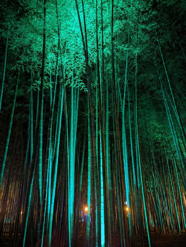 Потерянный в бамбуке