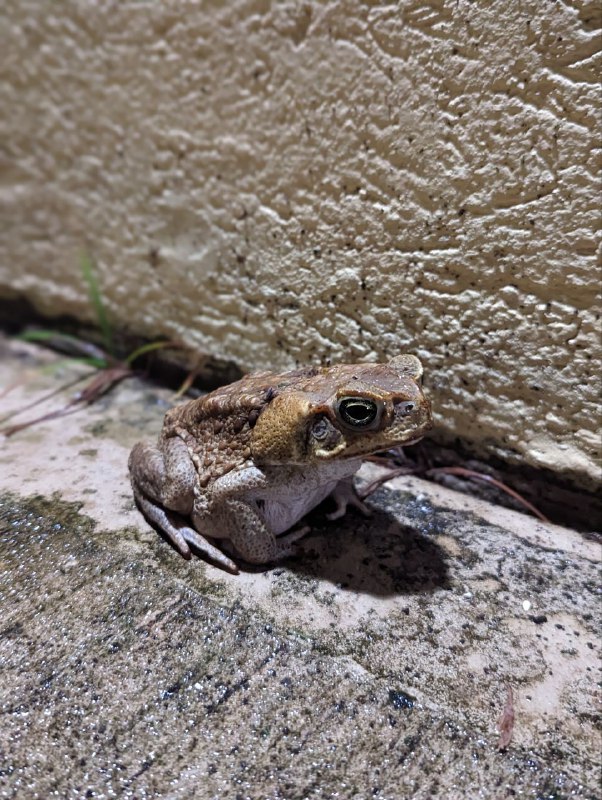 Вот такая живность тут у дома обитает, сколопендры, многоножки, жабы, богомолы, ещё маленькие ящерки, но они быстро передвигаются и боятся камеры, так что не заснялВот такая живность тут у дома обитает, сколопендры, многоножки, жабы, богомолы, ещё маленькие ящерки, но они быстро передвигаются и боятся камеры, так что не заснял