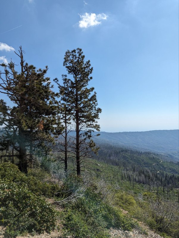 Я вернулся в цивилизацию, в общем в пятницу вечером взяв машину мы ехали 5 часов до места ночёвки, кемп лагерь, где мы поставили палатки и провели ночь, с утра сделали завтрак на газовой горелке, неспеша, устроили русское барбекю, обжаривая тонкие куски мяса на жире от бекона, прожаренного предварительно, исключительно с целью получить жир для жарки)Вообще это было не лучшее место для кемпа в плане видов, так как мы опомнились только за пару часов до выезда и начали искать место куда конкретно едем, и оказалось что все крутые места забиты, а тут куча своих нюансов, где можно ставить палатки где нет и ТД, так что поездка была тестовая понять нюансы, в следующий раз будем грамотнее проходить.Несмотря на такую неподготовленность это абсолютно не помешало нам поездить по паркам, увидеть древние огромные секвойи, посмотрите просто на масштаб, приблизьте восьмую фотку с парковки, там есть люди и они такие мелкие, так же поплавали в озере.Лимит текста заканчивается. Будет ещё пост с видео и больше эмоций!Я вернулся в цивилизацию, в общем в пятницу вечером взяв машину мы ехали 5 часов до места ночёвки, кемп лагерь, где мы поставили палатки и провели ночь, с утра сделали завтрак на газовой горелке, неспеша, устроили русское барбекю, обжаривая тонкие куски мяса на жире от бекона, прожаренного предварительно, исключительно с целью получить жир для жарки)Вообще это было не лучшее место для кемпа в плане видов, так как мы опомнились только за пару часов до выезда и начали искать место куда конкретно едем, и оказалось что все крутые места забиты, а тут куча своих нюансов, где можно ставить палатки где нет и ТД, так что поездка была тестовая понять нюансы, в следующий раз будем грамотнее проходить.Несмотря на такую неподготовленность это абсолютно не помешало нам поездить по паркам, увидеть древние огромные секвойи, посмотрите просто на масштаб, приблизьте восьмую фотку с парковки, там есть люди и они такие мелкие, так же поплавали в озере.Лимит текста заканчивается. Будет ещё пост с видео и больше эмоций!