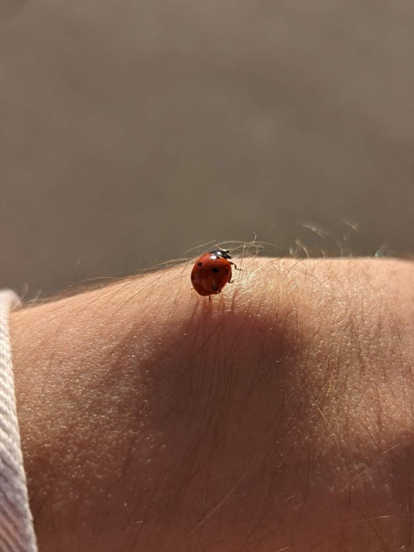 Доброго утра, тут у меня такой момент!Меня на днях спросили как дела, я ответил в личку, решил ответить развернуто публично, потому что тут много всего.Последние месяцы меня всё сильнее тревожил вопрос денег, что они заканчиваются и остались считанные месяцы, после которых, я окажусь на улице, поэтому я принял решение продавать квартиру в России, а так же купил возвратный билет в Россию, на случай если квартира не продастся и я не смогу найти работу, я уже один раз поменял его дату на месяц вперед, пока все еще держу на руках.Вопрос поиска работы тоже поднялся только из-за обострения ситуации с деньгами, а так все еще хочется продолжать делать свое, но под гнетом этих проблем делать что-то особо не удавалось. Поиск работы начал, но очень вяло.Но вчера прилетела новость, что нашелся покупатель, с которым был подписан предварительный договор с получением от него залога, так что вся сумма должна быть уже в начале декабря на руках. (Квартира была оформлена не на меня, поэтому никаких проблем что я уже нерезидент)И вот я задумался, почти имея деньги на руках, что делать дальше. Понятно что я хочу их вывести сразу в крипту, чтобы на случай сильного проседания рубля, у меня были они сохранены в долларах, но я о другом, что делать дальше по жизни?Вариант 1: Честно, мне очень хочется вернуться в Россию, из-за семьи/друзей в основном. Думаю это результат социальной изоляции. В случае возвращения уже представил что купил бы себе участок с домиком, в котором жил бы себе бобылем и дальше делал свои проекты. Но причины отъезда никуда не делись.Вариант 2: Чтобы попытаться справиться с социальной изоляцией, можно поехать в мультикультурную и англоговорящую страну, улучшать свой язык в языковой школе в среде таких же учеников, создав тем самым себе внешние условия для социализации. Как вариант Новая Зеландия, к тому же это юношеская мечта. Можно было бы учить китайский на Тайване, но я не имею никакого желания для этого. И меня немного напрягает что иностранцы слишком тут заметны и смотрят на меня порой слишком пристально, хоть и не тревожат. ВНЖ Тайваня поможет оформить визы отсюда, так что может это и было сделано лишь для этого.По итогу голова наполнена большим количеством противоречий, и непонимания о том, что я сам хочу делать дальше и что будет лучше для меня.А чтобы вы сделали?Ни в коем случае не хочу перекладывать на вас ответственность за принятие моего решения, просто делюсь своей жизненной ситуацией, а не только записями о праздных покатушках, так же  интересно услышать сторонние мнения, разных людей, в том числе кто в России и кто вне, так будет даже объективнее, можно и в личку написать, если не хотите в комментах публично делиться, буду рад любому мнению. P.S. Можете написать 