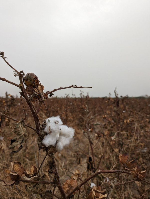 А ещё Узбекистан известен своими хлопковыми полями, в советские времена туда отправляли школьников и студентов, как в наших краях на сбор картофеля, вот так это выглядит, поле которое уже собрали, но там что-то осталось, обычно производят сбор в несколько подходов.А ещё Узбекистан известен своими хлопковыми полями, в советские времена туда отправляли школьников и студентов, как в наших краях на сбор картофеля, вот так это выглядит, поле которое уже собрали, но там что-то осталось, обычно производят сбор в несколько подходов.