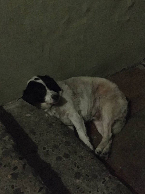 А вот и он, пёс Kupata, уходя с этой квартиры увидел)А вот и он, пёс Kupata, уходя с этой квартиры увидел)