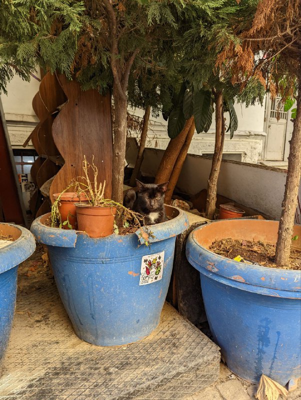 Я в автобусе, впереди 15 часов увлекательной дороги. Вот вам спрятавшийся котик.Так же попил сегодня турецкий кофе.Я в автобусе, впереди 15 часов увлекательной дороги. Вот вам спрятавшийся котик.Так же попил сегодня турецкий кофе.