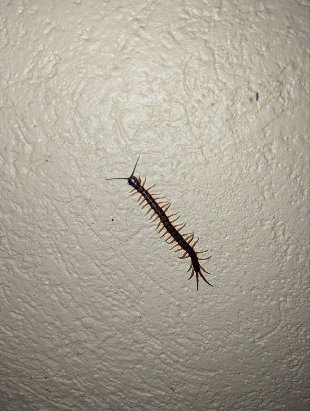 Вот такая живность тут у дома обитает, сколопендры, многоножки, жабы, богомолы, ещё маленькие ящерки, но они быстро передвигаются и боятся камеры, так что не заснялВот такая живность тут у дома обитает, сколопендры, многоножки, жабы, богомолы, ещё маленькие ящерки, но они быстро передвигаются и боятся камеры, так что не заснял