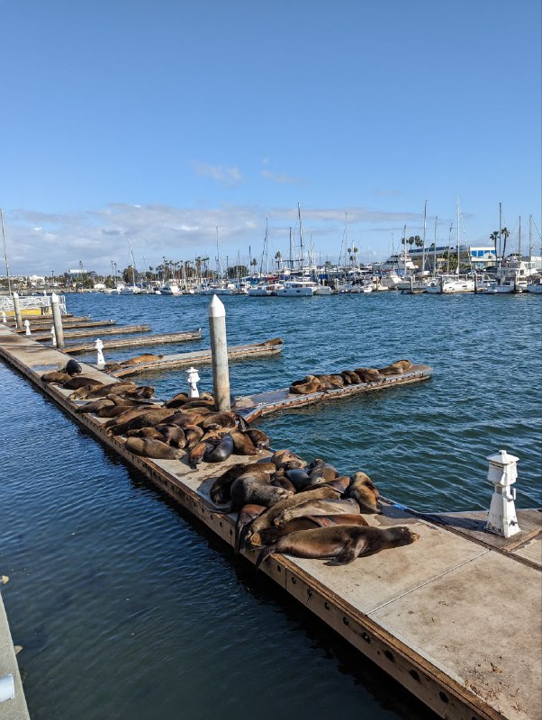 Вспоминая старую традицию съёмок котиков, только на этот раз морские)Вспоминая старую традицию съёмок котиков, только на этот раз морские)