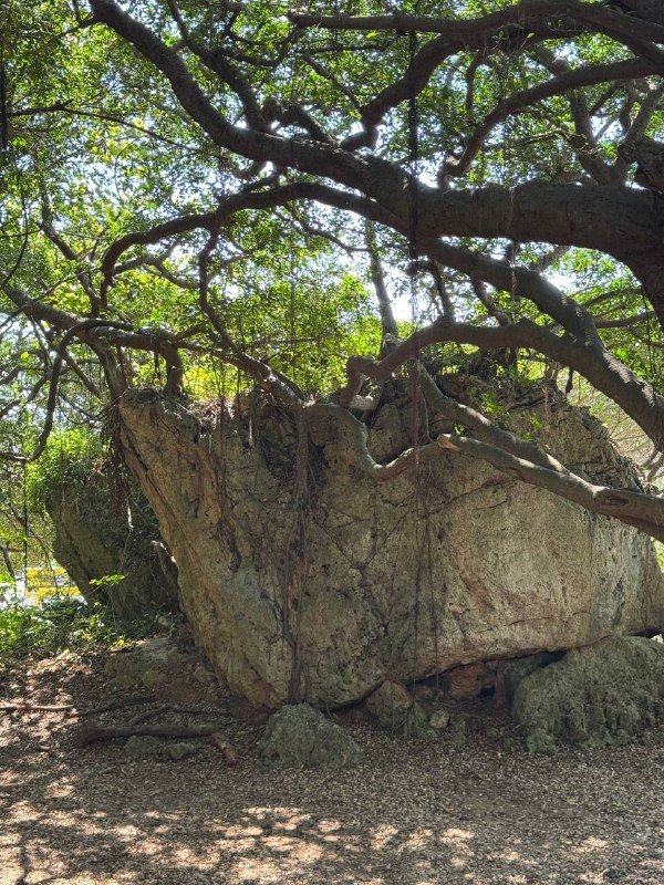 Я решил отбросить размышления о бытие и съездить к океану. Хоть я и придумал что буду глобально делать дальше, но об этом не сегодня.В итоге путь занял около двух часов, большую часть которого я ожидал транспорт. Чтобы добраться я воспользовался метро, затем автобусом, пересел во второй и 20 минут шел до конечной точки.Вывод такой, что нужен свой транспорт, об этом тоже не сегодня.По итогу добрался до океана, смотрел за его гладью, стоя рядом с местными, в итоге со мной заговорил один из них, начав со слов «видишь флаги?», указав на них пальцем, я кивнул, затем он рассказал что это тренируются морские пехотинцы местные, плавают брасом.Хоть и на улице 26 градусов, но на солнце начинает подпекать, поэтому я ушел в лес, и изучил его. Думал посидеть там и написать этот пост, но комары и муравьи не позволили этого сделать, поэтому я был вынужден вернуться к остановке, до следующего обратного автобуса еще минут 40, но остановка хорошо организована, так что тень, вид океана и стул, все что нужно для комфортного ожидания)Еще из интересного, пока ехал на автобусе уже вдоль побережья, я увидел кампусы пары университетов, очень классное местоположение, представьте занятия с видом на океан. Я уже знал об одном из них, так как у них есть курсы китайского и ближайший поток на начало марта, это так, намек. Узнал о нем пару дней назад, из fb группы экспатов, советовали как хорошее место для изучения языка с нуля.Пока так, всем хорошего дня)Я решил отбросить размышления о бытие и съездить к океану. Хоть я и придумал что буду глобально делать дальше, но об этом не сегодня.В итоге путь занял около двух часов, большую часть которого я ожидал транспорт. Чтобы добраться я воспользовался метро, затем автобусом, пересел во второй и 20 минут шел до конечной точки.Вывод такой, что нужен свой транспорт, об этом тоже не сегодня.По итогу добрался до океана, смотрел за его гладью, стоя рядом с местными, в итоге со мной заговорил один из них, начав со слов «видишь флаги?», указав на них пальцем, я кивнул, затем он рассказал что это тренируются морские пехотинцы местные, плавают брасом.Хоть и на улице 26 градусов, но на солнце начинает подпекать, поэтому я ушел в лес, и изучил его. Думал посидеть там и написать этот пост, но комары и муравьи не позволили этого сделать, поэтому я был вынужден вернуться к остановке, до следующего обратного автобуса еще минут 40, но остановка хорошо организована, так что тень, вид океана и стул, все что нужно для комфортного ожидания)Еще из интересного, пока ехал на автобусе уже вдоль побережья, я увидел кампусы пары университетов, очень классное местоположение, представьте занятия с видом на океан. Я уже знал об одном из них, так как у них есть курсы китайского и ближайший поток на начало марта, это так, намек. Узнал о нем пару дней назад, из fb группы экспатов, советовали как хорошее место для изучения языка с нуля.Пока так, всем хорошего дня)