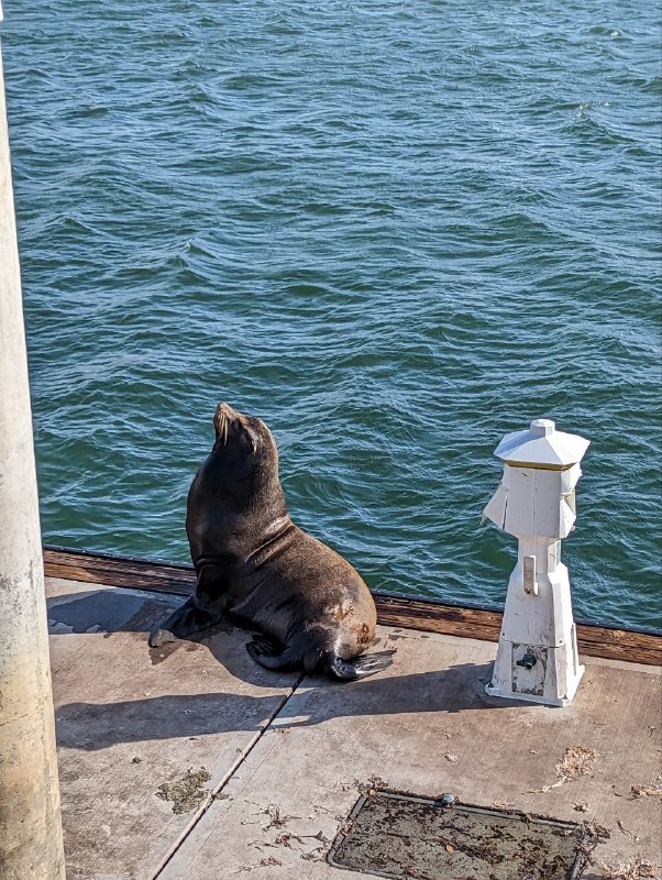 Вспоминая старую традицию съёмок котиков, только на этот раз морские)Вспоминая старую традицию съёмок котиков, только на этот раз морские)