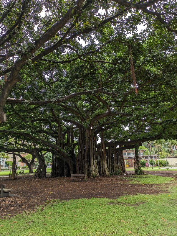 В общем как отгадали в комментах, я прилетел на Гавайи, на остров Оаху, город Гонолулу.Он меня встретил дождем, заселился в хостел, и сразу ушел, до сих пор гуляю. Хостел конечно хардкор, отвык от такого, но персонал дружелюбный. Буду стараться только ночевать там и исчезать на просторах острова.Из того что уже мне очень нравится это еда, много свежей вкусной рыбы, поке с тунцом и голубым марлином великолепен!!! Ну и огромное количество зелен, и не душно. Хорошая погода, но я ещё солнце не застал.Так же тут очень много японцев, как туристов, так и постоянных жителей, исторически сложилось.В дождливую серость город грустный, вечером с огнями повеселее, нужно обязательно спланировать поездку на природу, более дикие места.Так же приличное число бездомных, с очень очень едким запахом, ты проходишь и за 5 метров ощущаешь крайне неприятный запах.В целом впечатления пока неоднозначные, но думаю тут наложилось, грустный хостел и дождь. Поселился бы в каком-нибудь хилтоне, ощущалось бы повеселее))В море пока не покупался, надеюсь завтра, нужно лишь купить сланцы.Сижу пробую местное пиво, пока все. Отчёт закончен!В общем как отгадали в комментах, я прилетел на Гавайи, на остров Оаху, город Гонолулу.Он меня встретил дождем, заселился в хостел, и сразу ушел, до сих пор гуляю. Хостел конечно хардкор, отвык от такого, но персонал дружелюбный. Буду стараться только ночевать там и исчезать на просторах острова.Из того что уже мне очень нравится это еда, много свежей вкусной рыбы, поке с тунцом и голубым марлином великолепен!!! Ну и огромное количество зелен, и не душно. Хорошая погода, но я ещё солнце не застал.Так же тут очень много японцев, как туристов, так и постоянных жителей, исторически сложилось.В дождливую серость город грустный, вечером с огнями повеселее, нужно обязательно спланировать поездку на природу, более дикие места.Так же приличное число бездомных, с очень очень едким запахом, ты проходишь и за 5 метров ощущаешь крайне неприятный запах.В целом впечатления пока неоднозначные, но думаю тут наложилось, грустный хостел и дождь. Поселился бы в каком-нибудь хилтоне, ощущалось бы повеселее))В море пока не покупался, надеюсь завтра, нужно лишь купить сланцы.Сижу пробую местное пиво, пока все. Отчёт закончен!