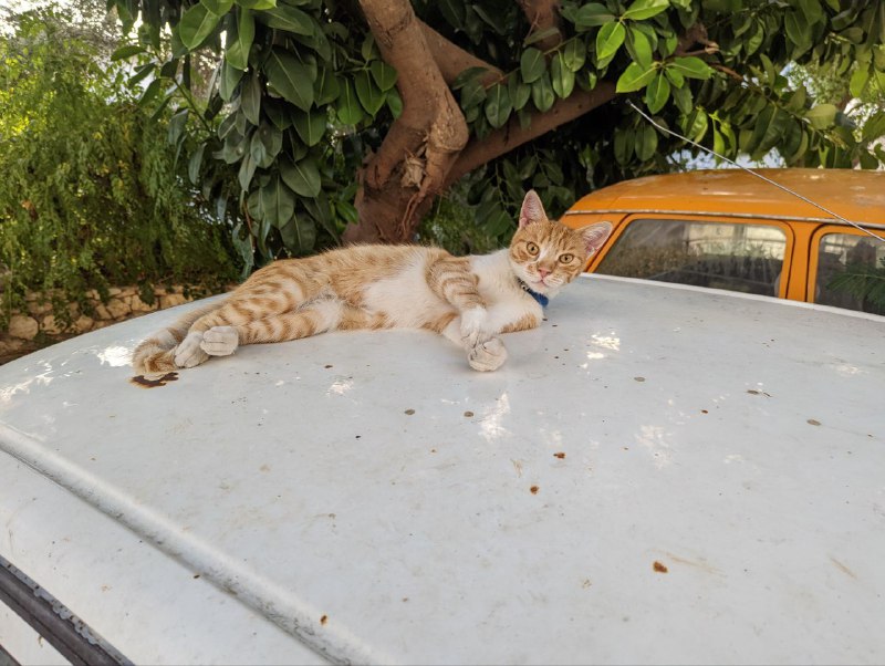 Всем привет. Новое включение.В самом Каше нормальных пляжей нет, только скалы и импровизированные площадки с лестницами в воду, поэтому сегодня я пошел на пляж, который находится в 20 минутах пешком от центра города. Дорога лёгкая, нет сильных перепадов высот. Сам пляж огонь, вода сказка, нужно взять маску в следующий раз. И да, сегодня очень жарко, как и все последние дни.Ну и без котеек не обошлось, а так же закатик.Всем мир.p.s. телега жутко режет качество видео, в комментах отправил без сжатияВсем привет. Новое включение.В самом Каше нормальных пляжей нет, только скалы и импровизированные площадки с лестницами в воду, поэтому сегодня я пошел на пляж, который находится в 20 минутах пешком от центра города. Дорога лёгкая, нет сильных перепадов высот. Сам пляж огонь, вода сказка, нужно взять маску в следующий раз. И да, сегодня очень жарко, как и все последние дни.Ну и без котеек не обошлось, а так же закатик.Всем мир.p.s. телега жутко режет качество видео, в комментах отправил без сжатия