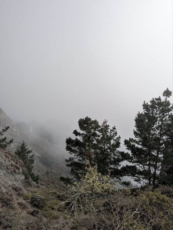 Я пропадал на пару дней, так как много времени проводил с другими людьми, а там как-то не до съёмок, больше общаешься.Но сегодня была поездка, на соседний остров, буквально проехать через мост золотые ворота и ты попадаешь в дикие заповедные места, где очень легко найти уютный и тихий уголок, а нам ещё больше повезло, этот остров был окутан туманом, хотя в городе было ясно, это примерно в часе езды на машине.В целом все обычно, залез на дерево, погулял по сайлент хилу, встретил койота!Завтра дорога обратно в ЛА.Итог по поездке: мне очень понравился Сан Франциско и окрестности, конечно в нем хватает своих неприятных районов, где больше преступности и бездомных, но в тоже время интереснее архитектура, город абсолютно без проблем приходится пешком, больше зелени, перепады высот создают красивые виды, и есть куча локальных уютных улочек и кварталов, где приятно находиться, например там есть итальянская улица, которая наполненного всем тематическим, от кафе и ресторанов до различных магазинов и просто уличных декораций, маленькая Европа. И  тут полно таких разных мест, в сравнении с ЛА это очень приятно. Ощущается как живет город. Намного лучше ситуация с общественным транспортом.А так повидался за эти дни с бывшими коллегами, кого-то из них тоже уволили, много говорил на английском, сходил в зоопарк, особо не снимал, по той же причине, больше говорил и был в моменте.Обновил резюме и готов к активной подготовке. Фух, думаю все!p.s. видео с койотм не поместилось, отправил в комментарияхЯ пропадал на пару дней, так как много времени проводил с другими людьми, а там как-то не до съёмок, больше общаешься.Но сегодня была поездка, на соседний остров, буквально проехать через мост золотые ворота и ты попадаешь в дикие заповедные места, где очень легко найти уютный и тихий уголок, а нам ещё больше повезло, этот остров был окутан туманом, хотя в городе было ясно, это примерно в часе езды на машине.В целом все обычно, залез на дерево, погулял по сайлент хилу, встретил койота!Завтра дорога обратно в ЛА.Итог по поездке: мне очень понравился Сан Франциско и окрестности, конечно в нем хватает своих неприятных районов, где больше преступности и бездомных, но в тоже время интереснее архитектура, город абсолютно без проблем приходится пешком, больше зелени, перепады высот создают красивые виды, и есть куча локальных уютных улочек и кварталов, где приятно находиться, например там есть итальянская улица, которая наполненного всем тематическим, от кафе и ресторанов до различных магазинов и просто уличных декораций, маленькая Европа. И  тут полно таких разных мест, в сравнении с ЛА это очень приятно. Ощущается как живет город. Намного лучше ситуация с общественным транспортом.А так повидался за эти дни с бывшими коллегами, кого-то из них тоже уволили, много говорил на английском, сходил в зоопарк, особо не снимал, по той же причине, больше говорил и был в моменте.Обновил резюме и готов к активной подготовке. Фух, думаю все!p.s. видео с койотм не поместилось, отправил в комментариях