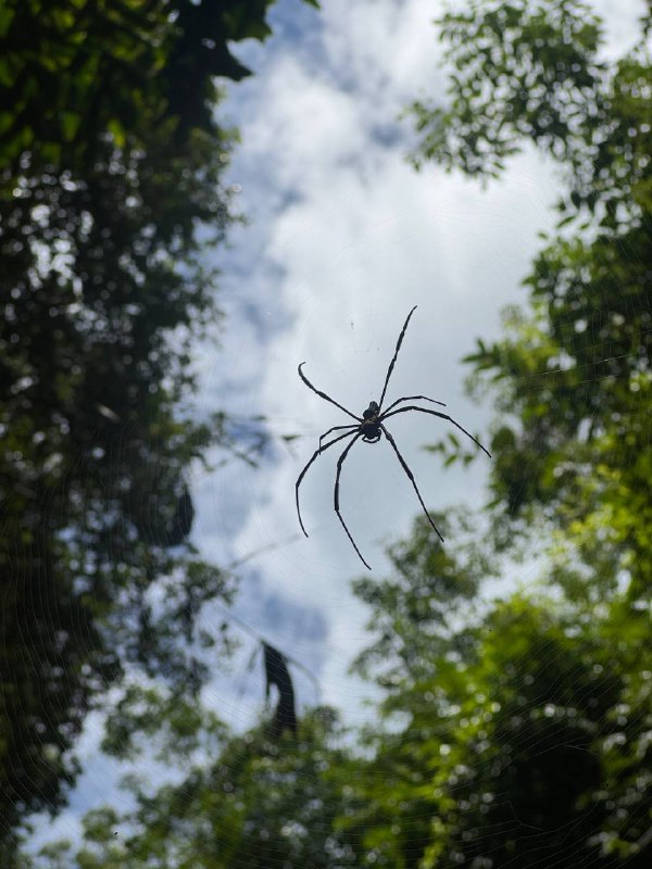 Всем привет! Коротенькое включение, ибо хорошие новости.В итоге виза в НЗ была одобрена, к тому же оказалось что дата начала плавающая, главное заехать в страну до середины декабря и с момента въезда она будет действительна еще 4 месяца. Изначально я планировал начать обучения 29 сентября, но из-за позднего ответа по визе не смог толком приготовиться и перенес дату начала обучения на начала ноября, так что спокойно смогу завершить дела тут, да и билет дешевле, в итоге лечу китайцами с одной пересадкой в Шанхае за 410$ (с выбором мест у аварийного выхода с extra space для ног, вышло примерно 530$)в одну сторону.Так же я в процессе съезда с квартиры, по традиции видео румтур будет после съезда, все крупные вещи были уже проданы, в понедельник переезжаю в AirBNB комнату в центре города.Всем добра и чуть фоточек из Тайваня/Таиланда.Всем привет! Коротенькое включение, ибо хорошие новости.В итоге виза в НЗ была одобрена, к тому же оказалось что дата начала плавающая, главное заехать в страну до середины декабря и с момента въезда она будет действительна еще 4 месяца. Изначально я планировал начать обучения 29 сентября, но из-за позднего ответа по визе не смог толком приготовиться и перенес дату начала обучения на начала ноября, так что спокойно смогу завершить дела тут, да и билет дешевле, в итоге лечу китайцами с одной пересадкой в Шанхае за 410$ (с выбором мест у аварийного выхода с extra space для ног, вышло примерно 530$)в одну сторону.Так же я в процессе съезда с квартиры, по традиции видео румтур будет после съезда, все крупные вещи были уже проданы, в понедельник переезжаю в AirBNB комнату в центре города.Всем добра и чуть фоточек из Тайваня/Таиланда.