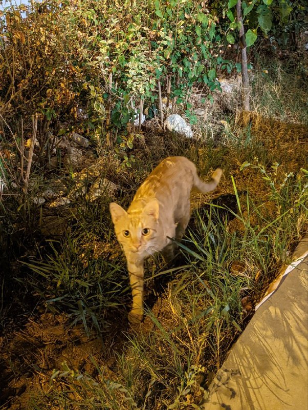 Добрый вечер, прерву молчание.Эти дни со среды были мукой как и в марте, когда ты судорожно читаешь целыми днями новости, смотришь новостной Ютюб и накручиваешь себя ещё больше.Но вот два дня как перестал смотреть на Ютюбе новостные видео, а читаю только текстовые короткие новости на медузе, чтобы быть в курсе, это помогает, не так напряжен и вернулся к работе.Хотел всем напомнить, что с 5 октября открывается прием заявок на лотерею гринкард, так что призываю участвовать всех тех, кто не выбрал что-то альтернативное. Я скину ссылки на инструкции после октрытия приема заявок. В этом году не нужно будет даже иметь загран паспорт, для участия.На этом пока все, желаю всем спокойствия и меньше тревожности.Добрый вечер, прерву молчание.Эти дни со среды были мукой как и в марте, когда ты судорожно читаешь целыми днями новости, смотришь новостной Ютюб и накручиваешь себя ещё больше.Но вот два дня как перестал смотреть на Ютюбе новостные видео, а читаю только текстовые короткие новости на медузе, чтобы быть в курсе, это помогает, не так напряжен и вернулся к работе.Хотел всем напомнить, что с 5 октября открывается прием заявок на лотерею гринкард, так что призываю участвовать всех тех, кто не выбрал что-то альтернативное. Я скину ссылки на инструкции после октрытия приема заявок. В этом году не нужно будет даже иметь загран паспорт, для участия.На этом пока все, желаю всем спокойствия и меньше тревожности.