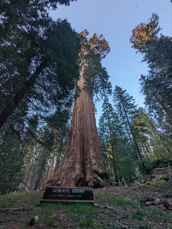 Я вернулся в цивилизацию, в общем в пятницу вечером взяв машину мы ехали 5 часов до места ночёвки, кемп лагерь, где мы поставили палатки и провели ночь, с утра сделали завтрак на газовой горелке, неспеша, устроили русское барбекю, обжаривая тонкие куски мяса на жире от бекона, прожаренного предварительно, исключительно с целью получить жир для жарки)Вообще это было не лучшее место для кемпа в плане видов, так как мы опомнились только за пару часов до выезда и начали искать место куда конкретно едем, и оказалось что все крутые места забиты, а тут куча своих нюансов, где можно ставить палатки где нет и ТД, так что поездка была тестовая понять нюансы, в следующий раз будем грамотнее проходить.Несмотря на такую неподготовленность это абсолютно не помешало нам поездить по паркам, увидеть древние огромные секвойи, посмотрите просто на масштаб, приблизьте восьмую фотку с парковки, там есть люди и они такие мелкие, так же поплавали в озере.Лимит текста заканчивается. Будет ещё пост с видео и больше эмоций!Я вернулся в цивилизацию, в общем в пятницу вечером взяв машину мы ехали 5 часов до места ночёвки, кемп лагерь, где мы поставили палатки и провели ночь, с утра сделали завтрак на газовой горелке, неспеша, устроили русское барбекю, обжаривая тонкие куски мяса на жире от бекона, прожаренного предварительно, исключительно с целью получить жир для жарки)Вообще это было не лучшее место для кемпа в плане видов, так как мы опомнились только за пару часов до выезда и начали искать место куда конкретно едем, и оказалось что все крутые места забиты, а тут куча своих нюансов, где можно ставить палатки где нет и ТД, так что поездка была тестовая понять нюансы, в следующий раз будем грамотнее проходить.Несмотря на такую неподготовленность это абсолютно не помешало нам поездить по паркам, увидеть древние огромные секвойи, посмотрите просто на масштаб, приблизьте восьмую фотку с парковки, там есть люди и они такие мелкие, так же поплавали в озере.Лимит текста заканчивается. Будет ещё пост с видео и больше эмоций!