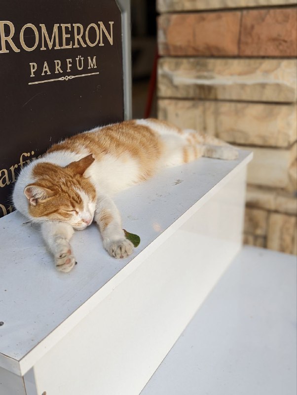 Всем привет. Новое включение.В самом Каше нормальных пляжей нет, только скалы и импровизированные площадки с лестницами в воду, поэтому сегодня я пошел на пляж, который находится в 20 минутах пешком от центра города. Дорога лёгкая, нет сильных перепадов высот. Сам пляж огонь, вода сказка, нужно взять маску в следующий раз. И да, сегодня очень жарко, как и все последние дни.Ну и без котеек не обошлось, а так же закатик.Всем мир.p.s. телега жутко режет качество видео, в комментах отправил без сжатияВсем привет. Новое включение.В самом Каше нормальных пляжей нет, только скалы и импровизированные площадки с лестницами в воду, поэтому сегодня я пошел на пляж, который находится в 20 минутах пешком от центра города. Дорога лёгкая, нет сильных перепадов высот. Сам пляж огонь, вода сказка, нужно взять маску в следующий раз. И да, сегодня очень жарко, как и все последние дни.Ну и без котеек не обошлось, а так же закатик.Всем мир.p.s. телега жутко режет качество видео, в комментах отправил без сжатия