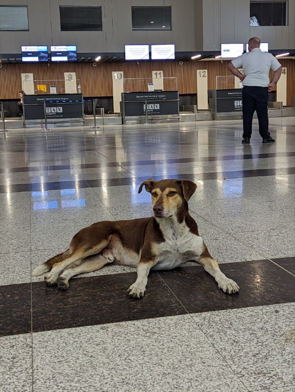 В аэропорту Батуми лежат величественные собаки)