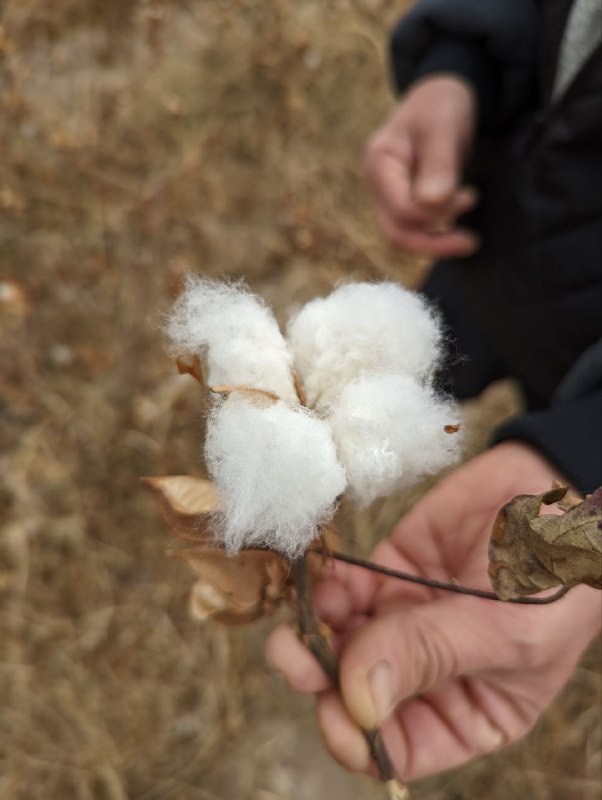 А ещё Узбекистан известен своими хлопковыми полями, в советские времена туда отправляли школьников и студентов, как в наших краях на сбор картофеля, вот так это выглядит, поле которое уже собрали, но там что-то осталось, обычно производят сбор в несколько подходов.А ещё Узбекистан известен своими хлопковыми полями, в советские времена туда отправляли школьников и студентов, как в наших краях на сбор картофеля, вот так это выглядит, поле которое уже собрали, но там что-то осталось, обычно производят сбор в несколько подходов.