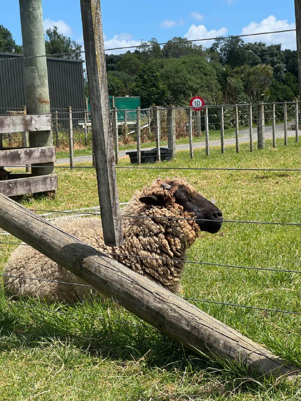 Всем привет! Ну что, пошла вторая неделя в Новой Зеландии, на выходных я скатался на автобусах в не очень далекие места, поэтому виды пока так себе, но склеил что наснимал в ленивом режиме, в одно большое видео, не знаю кто осилит 6 минут моего бубнежа, но милости прошу, так же румтурчик)В понедельник был в языковой школе первый раз, день начался с оценки моего уровня, сначала быстренько проверили Speaking, затем был инструктаж и затем был Writing и Grammar, а после нам устроили мини прогулку по городу с рассказам где что, в плане магазинов и тд. Но я уже все знал что нам показали, так как за неделю уже все эти улица обходил активно, после возвращения, нам сообщили нам дали наши какрточки с указанным классом, в итоге меня определили в Uppper Intermidiate, что было для меня если честно очень удивительно, ни разу меня раньше оценивали, я хоть и говорю уже без стеснения, но ошибки совершаю порой, в общем был приятно удивлен.Я потом подошел и спроисл оценки каждой из проверки в итоге:Speaking: Upper IntermidiateWriting: AdvancedGrammar: Upper IntermidiateOverall: Upper IntermidiateПосле попросил меня перевести с General English курса на подготовку к Ielts, меня перевели, но сегодня я запутался в расписании и пропустил уроки, думал у меня послеобеднные классы, оказались утренние, поэтому сходил лишь поменять учебник с General English на IELTS. Так что лишь завтра первый настоящий учебный день. А так 2.5 часа в день, 5 дней в неделю будут занятия, 12 недель. Курс Ietls 6 недель, после вероятно вернусь на General English.В целом по ощущениям, все дороже, непривычно, но из приятного к тебе нет особого внимания как на Тайване из-за внешности, что приятно на самом деле, не выделяешься, поэтому мне очень нравится мультикультурность страны, нет одной преобладающей расы, всех по немногу. Очень свободно себя ощущаю в плане коммуникации, нет языкового барьера как на тайване, ты со всеми можешь поговорить, без стресса.Но у меня до сих пор не выработался нормальный режим дня, нет привычных мест где поработать, и вообще рутины, это немного сказыается на ментальном состоянии, но такое происходит у меня каждый раз когда я куда-то переезжаю, пока не выстроишь рутину, оно так и будет, поэтому двигаюсь дальше.По жилью я пока живу в отеле, на всякий забукал на весь срок через школу, через них это не так дорого, как напрямую, но жить в отеле не хочется весь срок, поэтому ищу комнату, неуверен хочу ли я жить в даунтауне, или подальше в спокойном месте, в целом в 45 минут от города вариантов очень много доступных, но неуверен что хочется так далеко ездить каждый день, буду еще думать и смотреть варианты.В общем живем дальше, смотрим к чему приведет, всем пока и хорошего дня!Всем привет! Ну что, пошла вторая неделя в Новой Зеландии, на выходных я скатался на автобусах в не очень далекие места, поэтому виды пока так себе, но склеил что наснимал в ленивом режиме, в одно большое видео, не знаю кто осилит 6 минут моего бубнежа, но милости прошу, так же румтурчик)В понедельник был в языковой школе первый раз, день начался с оценки моего уровня, сначала быстренько проверили Speaking, затем был инструктаж и затем был Writing и Grammar, а после нам устроили мини прогулку по городу с рассказам где что, в плане магазинов и тд. Но я уже все знал что нам показали, так как за неделю уже все эти улица обходил активно, после возвращения, нам сообщили нам дали наши какрточки с указанным классом, в итоге меня определили в Uppper Intermidiate, что было для меня если честно очень удивительно, ни разу меня раньше оценивали, я хоть и говорю уже без стеснения, но ошибки совершаю порой, в общем был приятно удивлен.Я потом подошел и спроисл оценки каждой из проверки в итоге:Speaking: Upper IntermidiateWriting: AdvancedGrammar: Upper IntermidiateOverall: Upper IntermidiateПосле попросил меня перевести с General English курса на подготовку к Ielts, меня перевели, но сегодня я запутался в расписании и пропустил уроки, думал у меня послеобеднные классы, оказались утренние, поэтому сходил лишь поменять учебник с General English на IELTS. Так что лишь завтра первый настоящий учебный день. А так 2.5 часа в день, 5 дней в неделю будут занятия, 12 недель. Курс Ietls 6 недель, после вероятно вернусь на General English.В целом по ощущениям, все дороже, непривычно, но из приятного к тебе нет особого внимания как на Тайване из-за внешности, что приятно на самом деле, не выделяешься, поэтому мне очень нравится мультикультурность страны, нет одной преобладающей расы, всех по немногу. Очень свободно себя ощущаю в плане коммуникации, нет языкового барьера как на тайване, ты со всеми можешь поговорить, без стресса.Но у меня до сих пор не выработался нормальный режим дня, нет привычных мест где поработать, и вообще рутины, это немного сказыается на ментальном состоянии, но такое происходит у меня каждый раз когда я куда-то переезжаю, пока не выстроишь рутину, оно так и будет, поэтому двигаюсь дальше.По жилью я пока живу в отеле, на всякий забукал на весь срок через школу, через них это не так дорого, как напрямую, но жить в отеле не хочется весь срок, поэтому ищу комнату, неуверен хочу ли я жить в даунтауне, или подальше в спокойном месте, в целом в 45 минут от города вариантов очень много доступных, но неуверен что хочется так далеко ездить каждый день, буду еще думать и смотреть варианты.В общем живем дальше, смотрим к чему приведет, всем пока и хорошего дня!