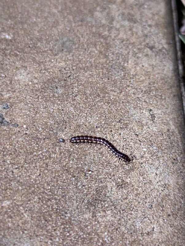 Вот такая живность тут у дома обитает, сколопендры, многоножки, жабы, богомолы, ещё маленькие ящерки, но они быстро передвигаются и боятся камеры, так что не заснялВот такая живность тут у дома обитает, сколопендры, многоножки, жабы, богомолы, ещё маленькие ящерки, но они быстро передвигаются и боятся камеры, так что не заснял