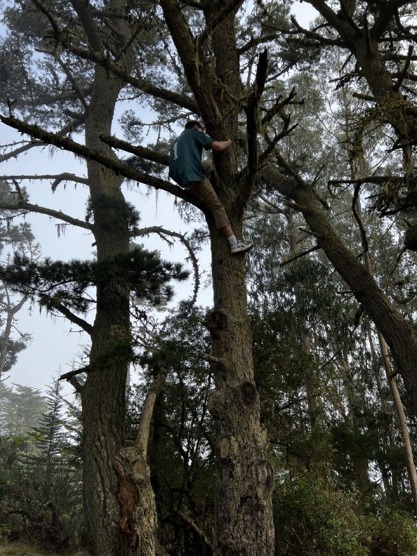 Я пропадал на пару дней, так как много времени проводил с другими людьми, а там как-то не до съёмок, больше общаешься.Но сегодня была поездка, на соседний остров, буквально проехать через мост золотые ворота и ты попадаешь в дикие заповедные места, где очень легко найти уютный и тихий уголок, а нам ещё больше повезло, этот остров был окутан туманом, хотя в городе было ясно, это примерно в часе езды на машине.В целом все обычно, залез на дерево, погулял по сайлент хилу, встретил койота!Завтра дорога обратно в ЛА.Итог по поездке: мне очень понравился Сан Франциско и окрестности, конечно в нем хватает своих неприятных районов, где больше преступности и бездомных, но в тоже время интереснее архитектура, город абсолютно без проблем приходится пешком, больше зелени, перепады высот создают красивые виды, и есть куча локальных уютных улочек и кварталов, где приятно находиться, например там есть итальянская улица, которая наполненного всем тематическим, от кафе и ресторанов до различных магазинов и просто уличных декораций, маленькая Европа. И  тут полно таких разных мест, в сравнении с ЛА это очень приятно. Ощущается как живет город. Намного лучше ситуация с общественным транспортом.А так повидался за эти дни с бывшими коллегами, кого-то из них тоже уволили, много говорил на английском, сходил в зоопарк, особо не снимал, по той же причине, больше говорил и был в моменте.Обновил резюме и готов к активной подготовке. Фух, думаю все!p.s. видео с койотм не поместилось, отправил в комментарияхЯ пропадал на пару дней, так как много времени проводил с другими людьми, а там как-то не до съёмок, больше общаешься.Но сегодня была поездка, на соседний остров, буквально проехать через мост золотые ворота и ты попадаешь в дикие заповедные места, где очень легко найти уютный и тихий уголок, а нам ещё больше повезло, этот остров был окутан туманом, хотя в городе было ясно, это примерно в часе езды на машине.В целом все обычно, залез на дерево, погулял по сайлент хилу, встретил койота!Завтра дорога обратно в ЛА.Итог по поездке: мне очень понравился Сан Франциско и окрестности, конечно в нем хватает своих неприятных районов, где больше преступности и бездомных, но в тоже время интереснее архитектура, город абсолютно без проблем приходится пешком, больше зелени, перепады высот создают красивые виды, и есть куча локальных уютных улочек и кварталов, где приятно находиться, например там есть итальянская улица, которая наполненного всем тематическим, от кафе и ресторанов до различных магазинов и просто уличных декораций, маленькая Европа. И  тут полно таких разных мест, в сравнении с ЛА это очень приятно. Ощущается как живет город. Намного лучше ситуация с общественным транспортом.А так повидался за эти дни с бывшими коллегами, кого-то из них тоже уволили, много говорил на английском, сходил в зоопарк, особо не снимал, по той же причине, больше говорил и был в моменте.Обновил резюме и готов к активной подготовке. Фух, думаю все!p.s. видео с койотм не поместилось, отправил в комментариях