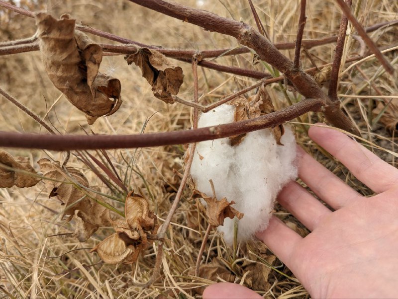 А ещё Узбекистан известен своими хлопковыми полями, в советские времена туда отправляли школьников и студентов, как в наших краях на сбор картофеля, вот так это выглядит, поле которое уже собрали, но там что-то осталось, обычно производят сбор в несколько подходов.А ещё Узбекистан известен своими хлопковыми полями, в советские времена туда отправляли школьников и студентов, как в наших краях на сбор картофеля, вот так это выглядит, поле которое уже собрали, но там что-то осталось, обычно производят сбор в несколько подходов.