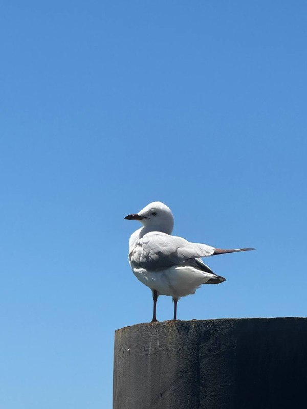 Всем доброго дня, хух, нууу, прозошло много всего как и принято решений...В общем, я ушел из JB и решил остаться в Новой Зеландии!К концу первого месяца нахождения в НЗ я начинал сгорать от одновременной учебы и фулл тайм работы. Но в тоже время ко мне пришло четкое осознание что мне тут нравится и я хотел бы остаться. Поэтому изучив варианты, обсудив с боссом я убедился, что остаться тут продолжая работать на JB невозможно юридически, компания на это не пойдет. Поэтому я принял решение и ушел из компании. Но я это сделал когда спланировал план как тут остаться, что делать дальше.Начнем с того, почему мне тут нравится, первое и самое важно это английский язык везде, я не ощущаю себя бытовым инвалидом, комфортно получать услуги и общаться каждый день. Погода, это мой рай, не холодно, не жарко, влажно, что плюс для моей проблемной кожи. А так же я нашел варианты как легально остаться и довольно быстро получить резиденство.В первую очередь мне нужно выиграть чуть времени и продлить мое легальное пребываение тут. Поэтому я продлил свое обучение еще на 6 месяцев и уже подался на студенческую визу, что даст мне +6 месяцев с конца февраля и возможность работать 25 часов в неделю, пока буду приводить в исполнение мой план с резиденством.Моя цель это сдать IETLS на 6.5, чтобы можно было податься на Straight to Residence визу, для которой так же нужно будет найти оффер от местного работодателя из аккредитованного списка компаний с необходимым порогом по ЗП. Для подачи на визу достаточно оффера, не самой работы, а после получения визы ты не обязан даже работать на этого работодаеля. После получения этой визы через 2 года ПМЖ, а через еще 3 паспорт, то есть суммарно от момента получения визы можно получить паспорт спустя 5 лет.И самое главное весь этот план идеально вписывается в мой план про получения вышки, потому что я никогда не рассматривал получени вышки в англоязычных странах, потому что это нереально дорого, ценник для иностранных студентов в 5-6 раз выше чем для местных и тут нам на помощь приходит резиденство, по которому можно учиться по ценнику для местных, вуаля.Так что тайминг такой, активно продолжаю учиться, жить жизнь и сдаю экзамен в конце февраля надеюсь сразу на нужный мне бал к моменту когда получу студентческую визу и право на работу. И после этого сразу иду штурмовать местные IT компании в поисках оффера для подачи на Straight to Residence визу.Так что план капкан. За следующий год активно подтяну язык, получу резиденство в безопасной стране, пойду учиться в универ что улучшит язык еще лучше и позволит влиться в общество и после завершения бакалавара чуть времени спустя смогу получить довольно сильный паспорт. Сейчас активно ищу нормальное жилье на долгий срок, жить в отеле некомфортно, нужно начинать готовить, чтобы не тратить все накопления.Текуших накоплений хватит на 2 года обычной или 3 года скромной жизни в НЗ. Но я все еще планирую подрабатывать на халтурках part-time, в идеале чтобы не трогать накопления вообще.Так что как-то так. Живем и работаем, всем пис. P.S. Ну и конечно же по традиции прикреплю фотчки и склейку видео, там в предпорследнем видео я случайно заснял нудистсткий пляж в момент когда еще не осознавал что это надистский пляж ;)Всем доброго дня, хух, нууу, прозошло много всего как и принято решений...В общем, я ушел из JB и решил остаться в Новой Зеландии!К концу первого месяца нахождения в НЗ я начинал сгорать от одновременной учебы и фулл тайм работы. Но в тоже время ко мне пришло четкое осознание что мне тут нравится и я хотел бы остаться. Поэтому изучив варианты, обсудив с боссом я убедился, что остаться тут продолжая работать на JB невозможно юридически, компания на это не пойдет. Поэтому я принял решение и ушел из компании. Но я это сделал когда спланировал план как тут остаться, что делать дальше.Начнем с того, почему мне тут нравится, первое и самое важно это английский язык везде, я не ощущаю себя бытовым инвалидом, комфортно получать услуги и общаться каждый день. Погода, это мой рай, не холодно, не жарко, влажно, что плюс для моей проблемной кожи. А так же я нашел варианты как легально остаться и довольно быстро получить резиденство.В первую очередь мне нужно выиграть чуть времени и продлить мое легальное пребываение тут. Поэтому я продлил свое обучение еще на 6 месяцев и уже подался на студенческую визу, что даст мне +6 месяцев с конца февраля и возможность работать 25 часов в неделю, пока буду приводить в исполнение мой план с резиденством.Моя цель это сдать IETLS на 6.5, чтобы можно было податься на Straight to Residence визу, для которой так же нужно будет найти оффер от местного работодателя из аккредитованного списка компаний с необходимым порогом по ЗП. Для подачи на визу достаточно оффера, не самой работы, а после получения визы ты не обязан даже работать на этого работодаеля. После получения этой визы через 2 года ПМЖ, а через еще 3 паспорт, то есть суммарно от момента получения визы можно получить паспорт спустя 5 лет.И самое главное весь этот план идеально вписывается в мой план про получения вышки, потому что я никогда не рассматривал получени вышки в англоязычных странах, потому что это нереально дорого, ценник для иностранных студентов в 5-6 раз выше чем для местных и тут нам на помощь приходит резиденство, по которому можно учиться по ценнику для местных, вуаля.Так что тайминг такой, активно продолжаю учиться, жить жизнь и сдаю экзамен в конце февраля надеюсь сразу на нужный мне бал к моменту когда получу студентческую визу и право на работу. И после этого сразу иду штурмовать местные IT компании в поисках оффера для подачи на Straight to Residence визу.Так что план капкан. За следующий год активно подтяну язык, получу резиденство в безопасной стране, пойду учиться в универ что улучшит язык еще лучше и позволит влиться в общество и после завершения бакалавара чуть времени спустя смогу получить довольно сильный паспорт. Сейчас активно ищу нормальное жилье на долгий срок, жить в отеле некомфортно, нужно начинать готовить, чтобы не тратить все накопления.Текуших накоплений хватит на 2 года обычной или 3 года скромной жизни в НЗ. Но я все еще планирую подрабатывать на халтурках part-time, в идеале чтобы не трогать накопления вообще.Так что как-то так. Живем и работаем, всем пис. P.S. Ну и конечно же по традиции прикреплю фотчки и склейку видео, там в предпорследнем видео я случайно заснял нудистсткий пляж в момент когда еще не осознавал что это надистский пляж ;)