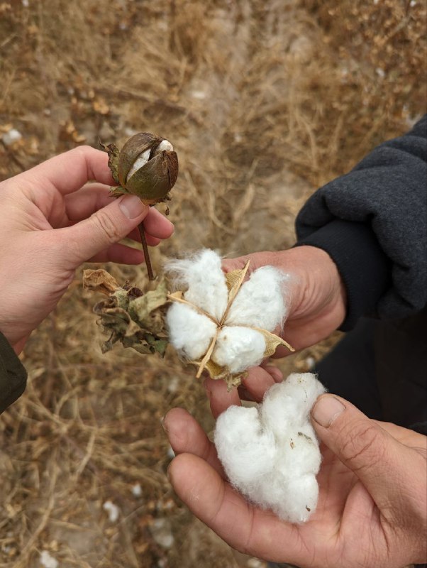 А ещё Узбекистан известен своими хлопковыми полями, в советские времена туда отправляли школьников и студентов, как в наших краях на сбор картофеля, вот так это выглядит, поле которое уже собрали, но там что-то осталось, обычно производят сбор в несколько подходов.А ещё Узбекистан известен своими хлопковыми полями, в советские времена туда отправляли школьников и студентов, как в наших краях на сбор картофеля, вот так это выглядит, поле которое уже собрали, но там что-то осталось, обычно производят сбор в несколько подходов.