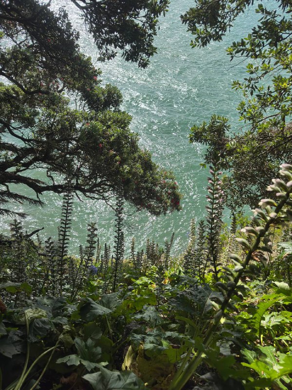Всем доброго дня, хух, нууу, прозошло много всего как и принято решений...В общем, я ушел из JB и решил остаться в Новой Зеландии!К концу первого месяца нахождения в НЗ я начинал сгорать от одновременной учебы и фулл тайм работы. Но в тоже время ко мне пришло четкое осознание что мне тут нравится и я хотел бы остаться. Поэтому изучив варианты, обсудив с боссом я убедился, что остаться тут продолжая работать на JB невозможно юридически, компания на это не пойдет. Поэтому я принял решение и ушел из компании. Но я это сделал когда спланировал план как тут остаться, что делать дальше.Начнем с того, почему мне тут нравится, первое и самое важно это английский язык везде, я не ощущаю себя бытовым инвалидом, комфортно получать услуги и общаться каждый день. Погода, это мой рай, не холодно, не жарко, влажно, что плюс для моей проблемной кожи. А так же я нашел варианты как легально остаться и довольно быстро получить резиденство.В первую очередь мне нужно выиграть чуть времени и продлить мое легальное пребываение тут. Поэтому я продлил свое обучение еще на 6 месяцев и уже подался на студенческую визу, что даст мне +6 месяцев с конца февраля и возможность работать 25 часов в неделю, пока буду приводить в исполнение мой план с резиденством.Моя цель это сдать IETLS на 6.5, чтобы можно было податься на Straight to Residence визу, для которой так же нужно будет найти оффер от местного работодателя из аккредитованного списка компаний с необходимым порогом по ЗП. Для подачи на визу достаточно оффера, не самой работы, а после получения визы ты не обязан даже работать на этого работодаеля. После получения этой визы через 2 года ПМЖ, а через еще 3 паспорт, то есть суммарно от момента получения визы можно получить паспорт спустя 5 лет.И самое главное весь этот план идеально вписывается в мой план про получения вышки, потому что я никогда не рассматривал получени вышки в англоязычных странах, потому что это нереально дорого, ценник для иностранных студентов в 5-6 раз выше чем для местных и тут нам на помощь приходит резиденство, по которому можно учиться по ценнику для местных, вуаля.Так что тайминг такой, активно продолжаю учиться, жить жизнь и сдаю экзамен в конце февраля надеюсь сразу на нужный мне бал к моменту когда получу студентческую визу и право на работу. И после этого сразу иду штурмовать местные IT компании в поисках оффера для подачи на Straight to Residence визу.Так что план капкан. За следующий год активно подтяну язык, получу резиденство в безопасной стране, пойду учиться в универ что улучшит язык еще лучше и позволит влиться в общество и после завершения бакалавара чуть времени спустя смогу получить довольно сильный паспорт. Сейчас активно ищу нормальное жилье на долгий срок, жить в отеле некомфортно, нужно начинать готовить, чтобы не тратить все накопления.Текуших накоплений хватит на 2 года обычной или 3 года скромной жизни в НЗ. Но я все еще планирую подрабатывать на халтурках part-time, в идеале чтобы не трогать накопления вообще.Так что как-то так. Живем и работаем, всем пис. P.S. Ну и конечно же по традиции прикреплю фотчки и склейку видео, там в предпорследнем видео я случайно заснял нудистсткий пляж в момент когда еще не осознавал что это надистский пляж ;)Всем доброго дня, хух, нууу, прозошло много всего как и принято решений...В общем, я ушел из JB и решил остаться в Новой Зеландии!К концу первого месяца нахождения в НЗ я начинал сгорать от одновременной учебы и фулл тайм работы. Но в тоже время ко мне пришло четкое осознание что мне тут нравится и я хотел бы остаться. Поэтому изучив варианты, обсудив с боссом я убедился, что остаться тут продолжая работать на JB невозможно юридически, компания на это не пойдет. Поэтому я принял решение и ушел из компании. Но я это сделал когда спланировал план как тут остаться, что делать дальше.Начнем с того, почему мне тут нравится, первое и самое важно это английский язык везде, я не ощущаю себя бытовым инвалидом, комфортно получать услуги и общаться каждый день. Погода, это мой рай, не холодно, не жарко, влажно, что плюс для моей проблемной кожи. А так же я нашел варианты как легально остаться и довольно быстро получить резиденство.В первую очередь мне нужно выиграть чуть времени и продлить мое легальное пребываение тут. Поэтому я продлил свое обучение еще на 6 месяцев и уже подался на студенческую визу, что даст мне +6 месяцев с конца февраля и возможность работать 25 часов в неделю, пока буду приводить в исполнение мой план с резиденством.Моя цель это сдать IETLS на 6.5, чтобы можно было податься на Straight to Residence визу, для которой так же нужно будет найти оффер от местного работодателя из аккредитованного списка компаний с необходимым порогом по ЗП. Для подачи на визу достаточно оффера, не самой работы, а после получения визы ты не обязан даже работать на этого работодаеля. После получения этой визы через 2 года ПМЖ, а через еще 3 паспорт, то есть суммарно от момента получения визы можно получить паспорт спустя 5 лет.И самое главное весь этот план идеально вписывается в мой план про получения вышки, потому что я никогда не рассматривал получени вышки в англоязычных странах, потому что это нереально дорого, ценник для иностранных студентов в 5-6 раз выше чем для местных и тут нам на помощь приходит резиденство, по которому можно учиться по ценнику для местных, вуаля.Так что тайминг такой, активно продолжаю учиться, жить жизнь и сдаю экзамен в конце февраля надеюсь сразу на нужный мне бал к моменту когда получу студентческую визу и право на работу. И после этого сразу иду штурмовать местные IT компании в поисках оффера для подачи на Straight to Residence визу.Так что план капкан. За следующий год активно подтяну язык, получу резиденство в безопасной стране, пойду учиться в универ что улучшит язык еще лучше и позволит влиться в общество и после завершения бакалавара чуть времени спустя смогу получить довольно сильный паспорт. Сейчас активно ищу нормальное жилье на долгий срок, жить в отеле некомфортно, нужно начинать готовить, чтобы не тратить все накопления.Текуших накоплений хватит на 2 года обычной или 3 года скромной жизни в НЗ. Но я все еще планирую подрабатывать на халтурках part-time, в идеале чтобы не трогать накопления вообще.Так что как-то так. Живем и работаем, всем пис. P.S. Ну и конечно же по традиции прикреплю фотчки и склейку видео, там в предпорследнем видео я случайно заснял нудистсткий пляж в момент когда еще не осознавал что это надистский пляж ;)