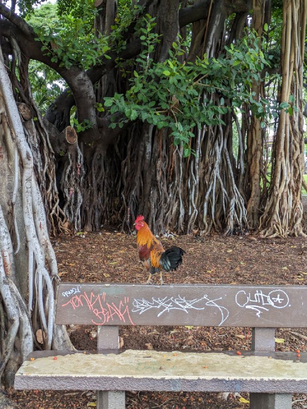 В общем как отгадали в комментах, я прилетел на Гавайи, на остров Оаху, город Гонолулу.Он меня встретил дождем, заселился в хостел, и сразу ушел, до сих пор гуляю. Хостел конечно хардкор, отвык от такого, но персонал дружелюбный. Буду стараться только ночевать там и исчезать на просторах острова.Из того что уже мне очень нравится это еда, много свежей вкусной рыбы, поке с тунцом и голубым марлином великолепен!!! Ну и огромное количество зелен, и не душно. Хорошая погода, но я ещё солнце не застал.Так же тут очень много японцев, как туристов, так и постоянных жителей, исторически сложилось.В дождливую серость город грустный, вечером с огнями повеселее, нужно обязательно спланировать поездку на природу, более дикие места.Так же приличное число бездомных, с очень очень едким запахом, ты проходишь и за 5 метров ощущаешь крайне неприятный запах.В целом впечатления пока неоднозначные, но думаю тут наложилось, грустный хостел и дождь. Поселился бы в каком-нибудь хилтоне, ощущалось бы повеселее))В море пока не покупался, надеюсь завтра, нужно лишь купить сланцы.Сижу пробую местное пиво, пока все. Отчёт закончен!В общем как отгадали в комментах, я прилетел на Гавайи, на остров Оаху, город Гонолулу.Он меня встретил дождем, заселился в хостел, и сразу ушел, до сих пор гуляю. Хостел конечно хардкор, отвык от такого, но персонал дружелюбный. Буду стараться только ночевать там и исчезать на просторах острова.Из того что уже мне очень нравится это еда, много свежей вкусной рыбы, поке с тунцом и голубым марлином великолепен!!! Ну и огромное количество зелен, и не душно. Хорошая погода, но я ещё солнце не застал.Так же тут очень много японцев, как туристов, так и постоянных жителей, исторически сложилось.В дождливую серость город грустный, вечером с огнями повеселее, нужно обязательно спланировать поездку на природу, более дикие места.Так же приличное число бездомных, с очень очень едким запахом, ты проходишь и за 5 метров ощущаешь крайне неприятный запах.В целом впечатления пока неоднозначные, но думаю тут наложилось, грустный хостел и дождь. Поселился бы в каком-нибудь хилтоне, ощущалось бы повеселее))В море пока не покупался, надеюсь завтра, нужно лишь купить сланцы.Сижу пробую местное пиво, пока все. Отчёт закончен!