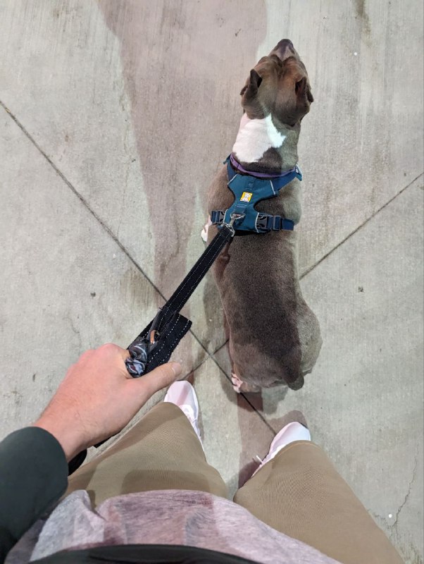 Всем привет, Скиталец снова на связи, так как понедельник выходной день в США, вчера вечером началось новое приключение, с двумя коллегами и собакой арендовали машину Audi Q3 и поехали в Трип. Пока только я был за рулём, пока мне очень нравится, хотя на автомате опыта не было, но оказалось довольно легко и руки быстро вспомнили навыки вождения и перестроились.Вчера вечером добрались до городка Fresno (настоящий middle of nowhere), но это самый большой населенный пункт поближе к основным нац паркам Калифорнии. Заночевали в Airbnb доме, я согласно режиму встал в 7 утра и жду всех остальных, поэтому выдался свободный час на отчёт, дом приятный, очень уютный, очень хочу жить в доме а не на квартире, а так же иметь тачку.Пока вот такое начало, так же из новостей сдал теоритическую часть экзамена на права, есть год чтобы сдать вождение, сложности в том что нужна машина с владельцем, но думаю решу, а так пока езжу по российским правам, год вроде как можно.Всем привет, Скиталец снова на связи, так как понедельник выходной день в США, вчера вечером началось новое приключение, с двумя коллегами и собакой арендовали машину Audi Q3 и поехали в Трип. Пока только я был за рулём, пока мне очень нравится, хотя на автомате опыта не было, но оказалось довольно легко и руки быстро вспомнили навыки вождения и перестроились.Вчера вечером добрались до городка Fresno (настоящий middle of nowhere), но это самый большой населенный пункт поближе к основным нац паркам Калифорнии. Заночевали в Airbnb доме, я согласно режиму встал в 7 утра и жду всех остальных, поэтому выдался свободный час на отчёт, дом приятный, очень уютный, очень хочу жить в доме а не на квартире, а так же иметь тачку.Пока вот такое начало, так же из новостей сдал теоритическую часть экзамена на права, есть год чтобы сдать вождение, сложности в том что нужна машина с владельцем, но думаю решу, а так пока езжу по российским правам, год вроде как можно.