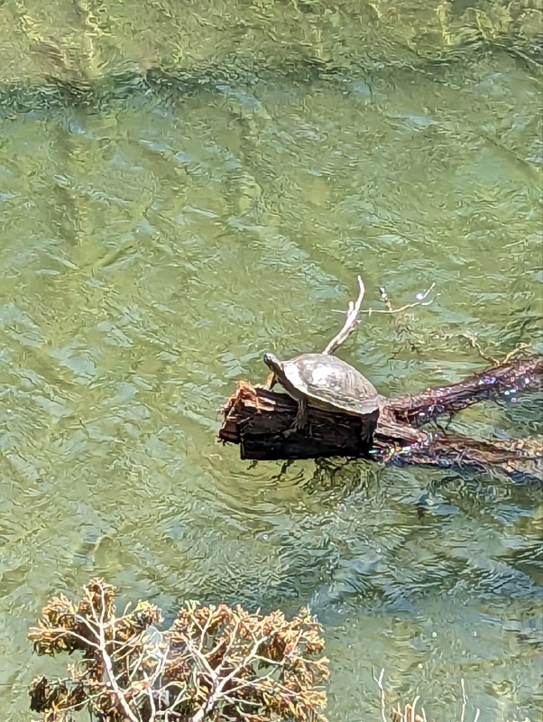 Первые впечатления от Техаса и Остина в частности, начали формироваться уже при подлёте к нему, столько зелени и лесов, по сравнению, с относительно пустынной, Калифорнией, напомнили мне Татарстан, такой же зелёный. Так что при приземлении словил сильное чувство ностальгии, потому что природа Калифорнии сильно отличается от привычной нам, жителям средней полосы России, а тут очень похожа.Сегодня сделали небольшой Трип на какую-то местную пешую тропу вдоль каменной речки, увидели черепаху и другие красоты. Погода очень приятная, как летним теплым российским днем.Пока так, первый отчёт готов.Первые впечатления от Техаса и Остина в частности, начали формироваться уже при подлёте к нему, столько зелени и лесов, по сравнению, с относительно пустынной, Калифорнией, напомнили мне Татарстан, такой же зелёный. Так что при приземлении словил сильное чувство ностальгии, потому что природа Калифорнии сильно отличается от привычной нам, жителям средней полосы России, а тут очень похожа.Сегодня сделали небольшой Трип на какую-то местную пешую тропу вдоль каменной речки, увидели черепаху и другие красоты. Погода очень приятная, как летним теплым российским днем.Пока так, первый отчёт готов.