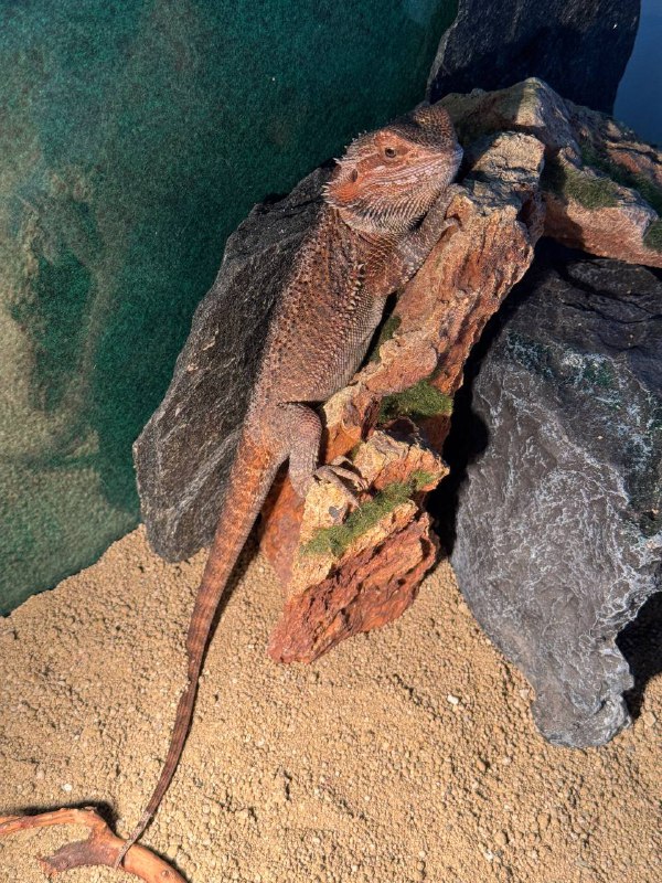 Всем привет, небольшой отчет об активной социализации!Когда я только прилетел на Тайвань и был в Тайбэе, в местном ру чате собрались с ребятами погулять, четверо по итогу нас было, до отъезда в Гаосюн гуляли как раз этой компанией +-. После были неудачные попытки собраться на шашлыки к одному участнику новоиспеченной группы, у нее муж местный и они живут в доме.И вот спустя несколько месяцев пришлось взять инициативу и запушить всех, чтобы наконец собрались, и это удалось, вчера к обеду на скоростном поезде поехал пару станций на север, в город Цзяи, туда же двое ребят из Тайбэя подъехали примерно к одному времени, откуда нас забрала Надя, с мужем Исяном на авто. Ну что, по итогу пожарили мясо, выпили, поболтали, соседи местные с детьми приходили к столу, компания вышла большая. Отдельное удовольствие наблюдать за детьми которых родители заставляют говорить на Английском))Тайбэйские ребята уехали вечером того же дня, а я решил остаться с ночовкой, потому что хотели погулять еще в городе на следующий день.У Исяна на Гусиной ферме произошло ЧП, поэтому не смог он к нам присоединиться, и нам пришлось ехать автобусами, пешком и тд, в общем погуляли, поели, устали и уже оттуда я поехал на станцию скоростного поезда, а Надя в свою деревню. В целом было весело и Исян забавный мужик, сам учит Русский, хоть и на ломанном но все же говорит, он в общем как вы могли догадаться, потомственный Гусевод, у него крупные гусиные фермы. А еще у них клевая ящерка по имени Люся)Фото мало, и шашлык грустный на фото, уже под конец решил щелкнуть, простите)Всем привет, небольшой отчет об активной социализации!Когда я только прилетел на Тайвань и был в Тайбэе, в местном ру чате собрались с ребятами погулять, четверо по итогу нас было, до отъезда в Гаосюн гуляли как раз этой компанией +-. После были неудачные попытки собраться на шашлыки к одному участнику новоиспеченной группы, у нее муж местный и они живут в доме.И вот спустя несколько месяцев пришлось взять инициативу и запушить всех, чтобы наконец собрались, и это удалось, вчера к обеду на скоростном поезде поехал пару станций на север, в город Цзяи, туда же двое ребят из Тайбэя подъехали примерно к одному времени, откуда нас забрала Надя, с мужем Исяном на авто. Ну что, по итогу пожарили мясо, выпили, поболтали, соседи местные с детьми приходили к столу, компания вышла большая. Отдельное удовольствие наблюдать за детьми которых родители заставляют говорить на Английском))Тайбэйские ребята уехали вечером того же дня, а я решил остаться с ночовкой, потому что хотели погулять еще в городе на следующий день.У Исяна на Гусиной ферме произошло ЧП, поэтому не смог он к нам присоединиться, и нам пришлось ехать автобусами, пешком и тд, в общем погуляли, поели, устали и уже оттуда я поехал на станцию скоростного поезда, а Надя в свою деревню. В целом было весело и Исян забавный мужик, сам учит Русский, хоть и на ломанном но все же говорит, он в общем как вы могли догадаться, потомственный Гусевод, у него крупные гусиные фермы. А еще у них клевая ящерка по имени Люся)Фото мало, и шашлык грустный на фото, уже под конец решил щелкнуть, простите)