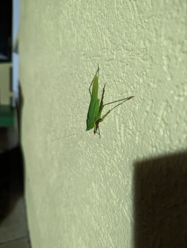 Вот такая живность тут у дома обитает, сколопендры, многоножки, жабы, богомолы, ещё маленькие ящерки, но они быстро передвигаются и боятся камеры, так что не заснялВот такая живность тут у дома обитает, сколопендры, многоножки, жабы, богомолы, ещё маленькие ящерки, но они быстро передвигаются и боятся камеры, так что не заснял