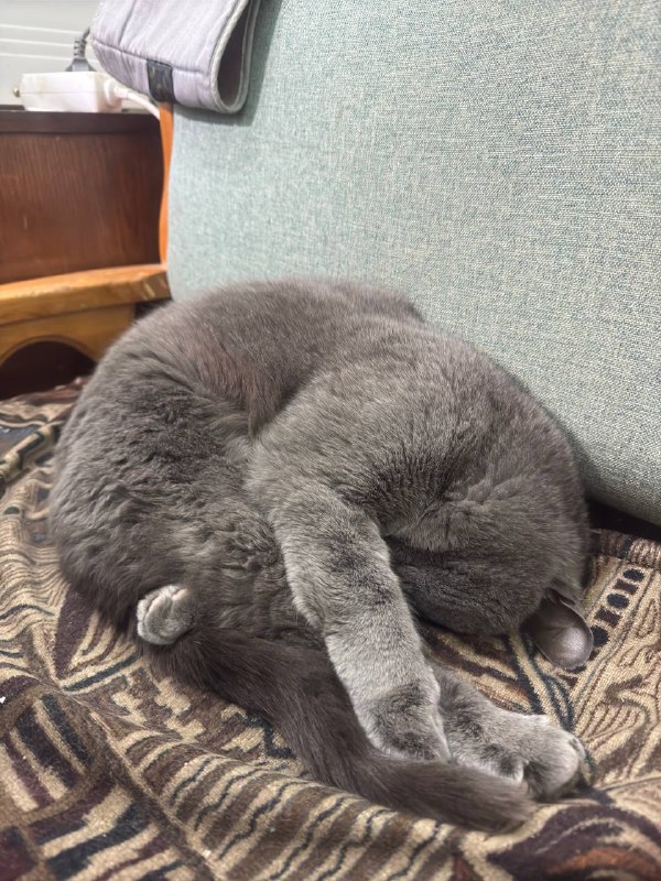 Впечатление о приезде!Билет куплен на 1 января, цены конечно космос, но больше задерживаться нельзя, далее уже по 30 дневному сроку не вписываюсь, если буду лететь теми же удобными авиалиниями.Обещанные впечатления о приезде. Я очень скучал по зиме и холоду, потому что последний год был проведен в довольно жарком климате Таиланда и Тайваня, только последний месяц стал комфортным для пребывания. Поэтому я летел в Казань с ожиданием замерзнуть, посмотреть на снег, ощутить этот погодный контраст. В целом это я получил сполна. В день прилета было -7, снега не было, это чуть подпортило зимнюю сказку, но буквально в течении следующих нескольких дней выпало много снега, и было несколько ясных дней с голубым небом. Ты выходишь в деревне рано утром на улицу, морозец, небо синее, ветра нет, снег пушистый, хрустит под ногами, красота. Но последующие дни почти все были с затянутым серым небом, в городе снег на дорогах успел почернеть и атмосфера стала совсем не сказочной. На текущий момент я насытился зимой и хочется уже вернуться к Тайваньскому климату.Я когда летел, почти никого не предупреждал, хотел сделать сюрприз, из семьи никто не знал. В итоге приезжаю до Инеша, захожу сначала к бабушке с маской на лице и в капюшоне, она смотрит с подозрением, возможно подумала что пришел грабитель и я решил не пугать ее дальше и снял маску, после чего она конечно же сразу удивилась, обнялись, порадовались и первый же ее вопрос был “Ты к нам навсегда?”, пришлось ее расстроить, но тем не менее, сюрприз удался. Затем пошел в родительский дом, так же в маске, но папа сразу узнал меня, маска не помогла и подбежал и обнял и заулыбался так по детски и искренне, было очень тепло и приятно, ну а дальше увидел и других домочадцев)С друзьями было сложнее, из них тоже никому не говорил, бабушка моего друга каждый день с моей бабушкой завтракают вместе и от нее я узнал что он должен привезти им ребенка на вечер через пару дней, попросил ее не говорить им, потому что решил им всем тоже устроить сюрприз, она молодец, сдержала молчание. В итоге в день их гулянки, я пришел к тому же бару где они собрались, одному из друзей за день сообщил что я тут и хочу сделать сюрприз и мы провернули целую операцию. В момент когда я заходил, он отвлек друзей, я сел к ним спиной, бармен принес мне заранее заказанный другом бокал пива со словами “Вот ваш welcome drink”, после чего друг зовет друзей показать фокус, подходят ко мне со спины и я оборачиваюсь со словами “О, вы тоже здесь?”, то что все были очень сильно удивлены, это еще мягко сказано. В итоге обнялись со всеми и гуляли весь вечер, как в старые добрые, как будто даже не уезжал, было очень весело!Про окружающую обстановку связанную с войной, первое время казалось что вообще ничего об этом не напоминает, люди живут, ходят по своим делам, лишь плакаты с призывами на службу иногда попадаются в городе. Только родители дома не прекращая смотрят новости по телеку и не только((Но на днях произошло следующее…Я вообще не слежу за местными новостями, ехал в город 21 числа в клинику по своим делишкам, ничего не предвещало беды. Выхожу из автобуса и мне звонит администратор из клиники и сообщает что моего врача срочно вызвали в гос клинику, основное место его работы, из-за БПЛА которые врезались в одну из высоток Казани этим утром и мой прием отменяется, так как там есть пострадавшие и может понадобиться его помощь. После захожу в ТГ, читаю что покидали друзья, про это событие, и оказывается что БПЛА влетели в дом, который находится в 300-500 метрах от моей квартиры, которую я продал. Решаю ехать обратно, ибо нечего делать в городе в такое время, иду к автобусу и вдруг слышу взрыв, довольно громкий, потом еще один и звук сирен, люди на улице никак не реагируют, лишь одна девушка побежала в сторону метро. В общем “Welcome to Russia”…Впечатление о приезде!Билет куплен на 1 января, цены конечно космос, но больше задерживаться нельзя, далее уже по 30 дневному сроку не вписываюсь, если буду лететь теми же удобными авиалиниями.Обещанные впечатления о приезде. Я очень скучал по зиме и холоду, потому что последний год был проведен в довольно жарком климате Таиланда и Тайваня, только последний месяц стал комфортным для пребывания. Поэтому я летел в Казань с ожиданием замерзнуть, посмотреть на снег, ощутить этот погодный контраст. В целом это я получил сполна. В день прилета было -7, снега не было, это чуть подпортило зимнюю сказку, но буквально в течении следующих нескольких дней выпало много снега, и было несколько ясных дней с голубым небом. Ты выходишь в деревне рано утром на улицу, морозец, небо синее, ветра нет, снег пушистый, хрустит под ногами, красота. Но последующие дни почти все были с затянутым серым небом, в городе снег на дорогах успел почернеть и атмосфера стала совсем не сказочной. На текущий момент я насытился зимой и хочется уже вернуться к Тайваньскому климату.Я когда летел, почти никого не предупреждал, хотел сделать сюрприз, из семьи никто не знал. В итоге приезжаю до Инеша, захожу сначала к бабушке с маской на лице и в капюшоне, она смотрит с подозрением, возможно подумала что пришел грабитель и я решил не пугать ее дальше и снял маску, после чего она конечно же сразу удивилась, обнялись, порадовались и первый же ее вопрос был “Ты к нам навсегда?”, пришлось ее расстроить, но тем не менее, сюрприз удался. Затем пошел в родительский дом, так же в маске, но папа сразу узнал меня, маска не помогла и подбежал и обнял и заулыбался так по детски и искренне, было очень тепло и приятно, ну а дальше увидел и других домочадцев)С друзьями было сложнее, из них тоже никому не говорил, бабушка моего друга каждый день с моей бабушкой завтракают вместе и от нее я узнал что он должен привезти им ребенка на вечер через пару дней, попросил ее не говорить им, потому что решил им всем тоже устроить сюрприз, она молодец, сдержала молчание. В итоге в день их гулянки, я пришел к тому же бару где они собрались, одному из друзей за день сообщил что я тут и хочу сделать сюрприз и мы провернули целую операцию. В момент когда я заходил, он отвлек друзей, я сел к ним спиной, бармен принес мне заранее заказанный другом бокал пива со словами “Вот ваш welcome drink”, после чего друг зовет друзей показать фокус, подходят ко мне со спины и я оборачиваюсь со словами “О, вы тоже здесь?”, то что все были очень сильно удивлены, это еще мягко сказано. В итоге обнялись со всеми и гуляли весь вечер, как в старые добрые, как будто даже не уезжал, было очень весело!Про окружающую обстановку связанную с войной, первое время казалось что вообще ничего об этом не напоминает, люди живут, ходят по своим делам, лишь плакаты с призывами на службу иногда попадаются в городе. Только родители дома не прекращая смотрят новости по телеку и не только((Но на днях произошло следующее…Я вообще не слежу за местными новостями, ехал в город 21 числа в клинику по своим делишкам, ничего не предвещало беды. Выхожу из автобуса и мне звонит администратор из клиники и сообщает что моего врача срочно вызвали в гос клинику, основное место его работы, из-за БПЛА которые врезались в одну из высоток Казани этим утром и мой прием отменяется, так как там есть пострадавшие и может понадобиться его помощь. После захожу в ТГ, читаю что покидали друзья, про это событие, и оказывается что БПЛА влетели в дом, который находится в 300-500 метрах от моей квартиры, которую я продал. Решаю ехать обратно, ибо нечего делать в городе в такое время, иду к автобусу и вдруг слышу взрыв, довольно громкий, потом еще один и звук сирен, люди на улице никак не реагируют, лишь одна девушка побежала в сторону метро. В общем “Welcome to Russia”…