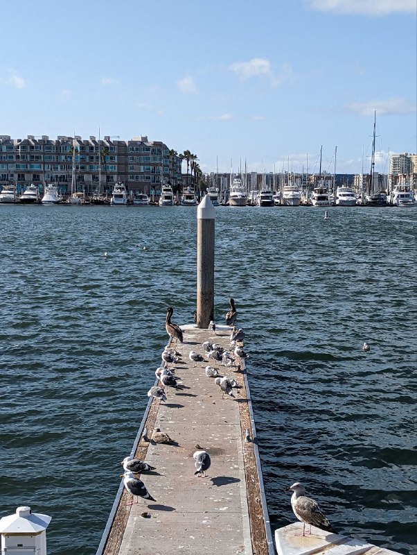 Вспоминая старую традицию съёмок котиков, только на этот раз морские)Вспоминая старую традицию съёмок котиков, только на этот раз морские)