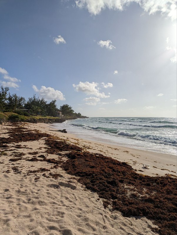 Ещё немного кадров, в общем пока все.Цены, все очень дорого, продукты, сервис, такси.Отели вообще заоблачные.Airbnb мне обошёлся в 60 долларов сутки, и на фоне всех остальных вариантов это ещё более менее.В КФС комбо обед стоит 13 долларов. По продуктам пока мало что могу сказать, позже расскажу.В баре посидел вчера, выпил 2 бутылки местного пива, ролл с креветками, фри, брауни, капучино и все это обошлось в 43 доллара, включая 15 процентов чаевых.10 минут на такси из аэропорта обошлось в 12 долларов.Принимают карту, пока везде где был. Один местный доллар равен ровно половине доллару США.Пытался плавать сегодня с утра, очень сильные волны, так что не рисковал заходить очень глубоко, только где доставал ногами, в целом весело попрыгал на волнах, от дома до пляжа по прямой 7 минут пешком.p.s. все цены указаны уже в us долларах.Ещё немного кадров, в общем пока все.Цены, все очень дорого, продукты, сервис, такси.Отели вообще заоблачные.Airbnb мне обошёлся в 60 долларов сутки, и на фоне всех остальных вариантов это ещё более менее.В КФС комбо обед стоит 13 долларов. По продуктам пока мало что могу сказать, позже расскажу.В баре посидел вчера, выпил 2 бутылки местного пива, ролл с креветками, фри, брауни, капучино и все это обошлось в 43 доллара, включая 15 процентов чаевых.10 минут на такси из аэропорта обошлось в 12 долларов.Принимают карту, пока везде где был. Один местный доллар равен ровно половине доллару США.Пытался плавать сегодня с утра, очень сильные волны, так что не рисковал заходить очень глубоко, только где доставал ногами, в целом весело попрыгал на волнах, от дома до пляжа по прямой 7 минут пешком.p.s. все цены указаны уже в us долларах.
