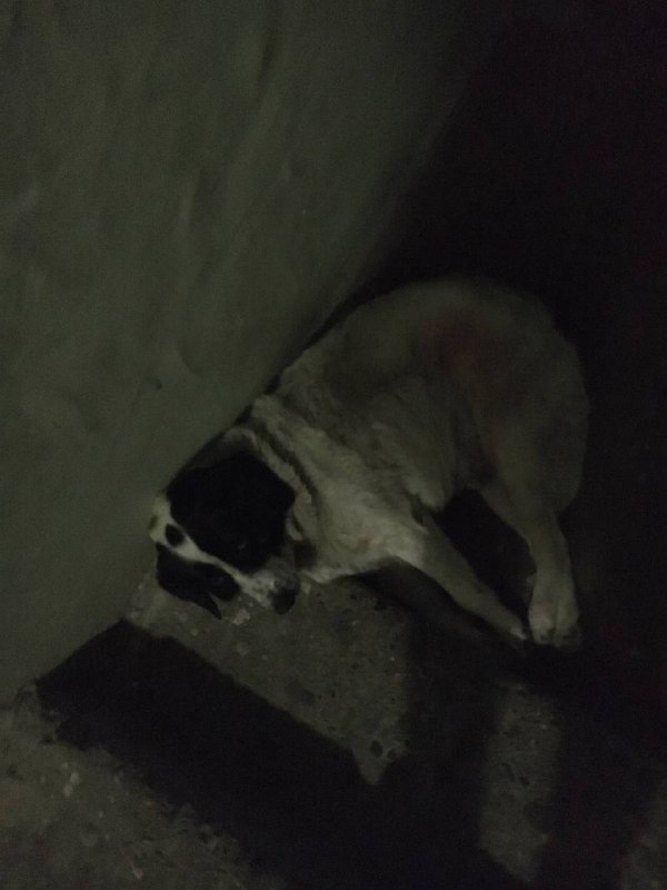 А вот и он, пёс Kupata, уходя с этой квартиры увидел)А вот и он, пёс Kupata, уходя с этой квартиры увидел)