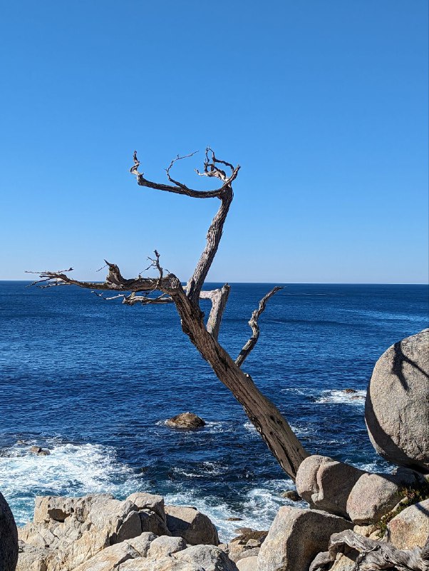 В субботу мы добрались до места ночёвки с палатками, но было дико холодно, градусов 6, хотя днём вполне себе тепло. Так как у меня тонкий спальник, в час ночи я ушел спать в машину, немного было лучше. Заводить не хотел, так как рядом были другие люди и не хотел им мешать спать.В целом пережил ночь, потом добрались до городка Carmel By The Sea, буквально минут 15 от места ночёвки, ближе к океану, это просто рай, излюбленное место местных богатых пенсионеров и мне очень понравились, супер спокойное, много больших деревьев, зелени и приятный европейский даунтаун, с огромным количеством кафешек. В общем очень уютный, но дорогой. Но по ощущениям намного приятнее Лос Анджелеса.Затем мы поехали уже в сторону сан франа, заехали сначала в долину, где стенфорд, Пало Альто, в общем где начинали все известные IT гиганты, такие как Google, Apple и тд, мы заехали в гости к уже бывшему коллеге, где он живёт с семьёй и провели пол дня у него.В целом кремниевая долина мне понравилась, по природе намного приятнее Лос Анджелеса, в последнем более пустынно.К вечеру после заката уже добрались в место нашего аирбнб, в сам город. Я пока мало что из самого города видел, снимать особо не мог, был за баранкой весь день, но завтра и другие дни буду изучать окрестности города передвигаясь без машины, на общественном транспорте и пешком, смогу больше рассказать показать.В субботу мы добрались до места ночёвки с палатками, но было дико холодно, градусов 6, хотя днём вполне себе тепло. Так как у меня тонкий спальник, в час ночи я ушел спать в машину, немного было лучше. Заводить не хотел, так как рядом были другие люди и не хотел им мешать спать.В целом пережил ночь, потом добрались до городка Carmel By The Sea, буквально минут 15 от места ночёвки, ближе к океану, это просто рай, излюбленное место местных богатых пенсионеров и мне очень понравились, супер спокойное, много больших деревьев, зелени и приятный европейский даунтаун, с огромным количеством кафешек. В общем очень уютный, но дорогой. Но по ощущениям намного приятнее Лос Анджелеса.Затем мы поехали уже в сторону сан франа, заехали сначала в долину, где стенфорд, Пало Альто, в общем где начинали все известные IT гиганты, такие как Google, Apple и тд, мы заехали в гости к уже бывшему коллеге, где он живёт с семьёй и провели пол дня у него.В целом кремниевая долина мне понравилась, по природе намного приятнее Лос Анджелеса, в последнем более пустынно.К вечеру после заката уже добрались в место нашего аирбнб, в сам город. Я пока мало что из самого города видел, снимать особо не мог, был за баранкой весь день, но завтра и другие дни буду изучать окрестности города передвигаясь без машины, на общественном транспорте и пешком, смогу больше рассказать показать.