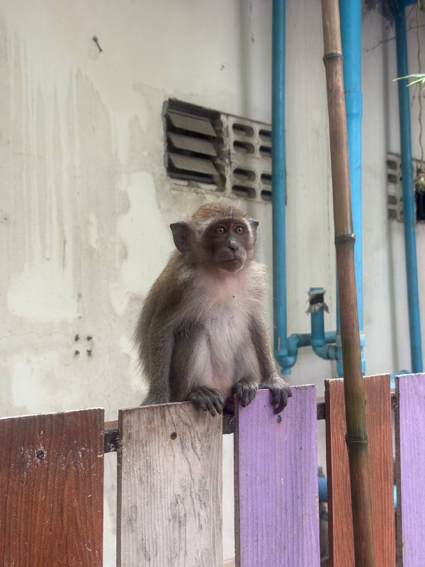 Всем привет! Коротенькое включение, ибо хорошие новости.В итоге виза в НЗ была одобрена, к тому же оказалось что дата начала плавающая, главное заехать в страну до середины декабря и с момента въезда она будет действительна еще 4 месяца. Изначально я планировал начать обучения 29 сентября, но из-за позднего ответа по визе не смог толком приготовиться и перенес дату начала обучения на начала ноября, так что спокойно смогу завершить дела тут, да и билет дешевле, в итоге лечу китайцами с одной пересадкой в Шанхае за 410$ (с выбором мест у аварийного выхода с extra space для ног, вышло примерно 530$)в одну сторону.Так же я в процессе съезда с квартиры, по традиции видео румтур будет после съезда, все крупные вещи были уже проданы, в понедельник переезжаю в AirBNB комнату в центре города.Всем добра и чуть фоточек из Тайваня/Таиланда.Всем привет! Коротенькое включение, ибо хорошие новости.В итоге виза в НЗ была одобрена, к тому же оказалось что дата начала плавающая, главное заехать в страну до середины декабря и с момента въезда она будет действительна еще 4 месяца. Изначально я планировал начать обучения 29 сентября, но из-за позднего ответа по визе не смог толком приготовиться и перенес дату начала обучения на начала ноября, так что спокойно смогу завершить дела тут, да и билет дешевле, в итоге лечу китайцами с одной пересадкой в Шанхае за 410$ (с выбором мест у аварийного выхода с extra space для ног, вышло примерно 530$)в одну сторону.Так же я в процессе съезда с квартиры, по традиции видео румтур будет после съезда, все крупные вещи были уже проданы, в понедельник переезжаю в AirBNB комнату в центре города.Всем добра и чуть фоточек из Тайваня/Таиланда.