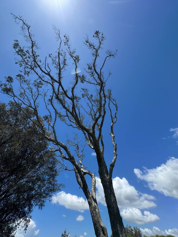 Всем привет! Ну что, пошла вторая неделя в Новой Зеландии, на выходных я скатался на автобусах в не очень далекие места, поэтому виды пока так себе, но склеил что наснимал в ленивом режиме, в одно большое видео, не знаю кто осилит 6 минут моего бубнежа, но милости прошу, так же румтурчик)В понедельник был в языковой школе первый раз, день начался с оценки моего уровня, сначала быстренько проверили Speaking, затем был инструктаж и затем был Writing и Grammar, а после нам устроили мини прогулку по городу с рассказам где что, в плане магазинов и тд. Но я уже все знал что нам показали, так как за неделю уже все эти улица обходил активно, после возвращения, нам сообщили нам дали наши какрточки с указанным классом, в итоге меня определили в Uppper Intermidiate, что было для меня если честно очень удивительно, ни разу меня раньше оценивали, я хоть и говорю уже без стеснения, но ошибки совершаю порой, в общем был приятно удивлен.Я потом подошел и спроисл оценки каждой из проверки в итоге:Speaking: Upper IntermidiateWriting: AdvancedGrammar: Upper IntermidiateOverall: Upper IntermidiateПосле попросил меня перевести с General English курса на подготовку к Ielts, меня перевели, но сегодня я запутался в расписании и пропустил уроки, думал у меня послеобеднные классы, оказались утренние, поэтому сходил лишь поменять учебник с General English на IELTS. Так что лишь завтра первый настоящий учебный день. А так 2.5 часа в день, 5 дней в неделю будут занятия, 12 недель. Курс Ietls 6 недель, после вероятно вернусь на General English.В целом по ощущениям, все дороже, непривычно, но из приятного к тебе нет особого внимания как на Тайване из-за внешности, что приятно на самом деле, не выделяешься, поэтому мне очень нравится мультикультурность страны, нет одной преобладающей расы, всех по немногу. Очень свободно себя ощущаю в плане коммуникации, нет языкового барьера как на тайване, ты со всеми можешь поговорить, без стресса.Но у меня до сих пор не выработался нормальный режим дня, нет привычных мест где поработать, и вообще рутины, это немного сказыается на ментальном состоянии, но такое происходит у меня каждый раз когда я куда-то переезжаю, пока не выстроишь рутину, оно так и будет, поэтому двигаюсь дальше.По жилью я пока живу в отеле, на всякий забукал на весь срок через школу, через них это не так дорого, как напрямую, но жить в отеле не хочется весь срок, поэтому ищу комнату, неуверен хочу ли я жить в даунтауне, или подальше в спокойном месте, в целом в 45 минут от города вариантов очень много доступных, но неуверен что хочется так далеко ездить каждый день, буду еще думать и смотреть варианты.В общем живем дальше, смотрим к чему приведет, всем пока и хорошего дня!Всем привет! Ну что, пошла вторая неделя в Новой Зеландии, на выходных я скатался на автобусах в не очень далекие места, поэтому виды пока так себе, но склеил что наснимал в ленивом режиме, в одно большое видео, не знаю кто осилит 6 минут моего бубнежа, но милости прошу, так же румтурчик)В понедельник был в языковой школе первый раз, день начался с оценки моего уровня, сначала быстренько проверили Speaking, затем был инструктаж и затем был Writing и Grammar, а после нам устроили мини прогулку по городу с рассказам где что, в плане магазинов и тд. Но я уже все знал что нам показали, так как за неделю уже все эти улица обходил активно, после возвращения, нам сообщили нам дали наши какрточки с указанным классом, в итоге меня определили в Uppper Intermidiate, что было для меня если честно очень удивительно, ни разу меня раньше оценивали, я хоть и говорю уже без стеснения, но ошибки совершаю порой, в общем был приятно удивлен.Я потом подошел и спроисл оценки каждой из проверки в итоге:Speaking: Upper IntermidiateWriting: AdvancedGrammar: Upper IntermidiateOverall: Upper IntermidiateПосле попросил меня перевести с General English курса на подготовку к Ielts, меня перевели, но сегодня я запутался в расписании и пропустил уроки, думал у меня послеобеднные классы, оказались утренние, поэтому сходил лишь поменять учебник с General English на IELTS. Так что лишь завтра первый настоящий учебный день. А так 2.5 часа в день, 5 дней в неделю будут занятия, 12 недель. Курс Ietls 6 недель, после вероятно вернусь на General English.В целом по ощущениям, все дороже, непривычно, но из приятного к тебе нет особого внимания как на Тайване из-за внешности, что приятно на самом деле, не выделяешься, поэтому мне очень нравится мультикультурность страны, нет одной преобладающей расы, всех по немногу. Очень свободно себя ощущаю в плане коммуникации, нет языкового барьера как на тайване, ты со всеми можешь поговорить, без стресса.Но у меня до сих пор не выработался нормальный режим дня, нет привычных мест где поработать, и вообще рутины, это немного сказыается на ментальном состоянии, но такое происходит у меня каждый раз когда я куда-то переезжаю, пока не выстроишь рутину, оно так и будет, поэтому двигаюсь дальше.По жилью я пока живу в отеле, на всякий забукал на весь срок через школу, через них это не так дорого, как напрямую, но жить в отеле не хочется весь срок, поэтому ищу комнату, неуверен хочу ли я жить в даунтауне, или подальше в спокойном месте, в целом в 45 минут от города вариантов очень много доступных, но неуверен что хочется так далеко ездить каждый день, буду еще думать и смотреть варианты.В общем живем дальше, смотрим к чему приведет, всем пока и хорошего дня!