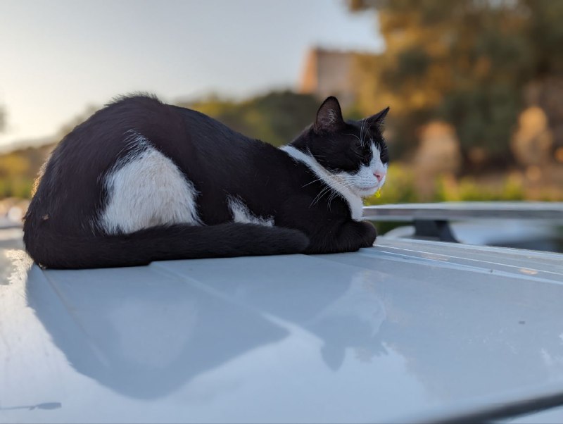 Раньше Каш был греческий, а амфитеатр тут ещё со времён древней Ликии.Немного симпатичных кадров в чат. Ну и котик.Раньше Каш был греческий, а амфитеатр тут ещё со времён древней Ликии.Немного симпатичных кадров в чат. Ну и котик.