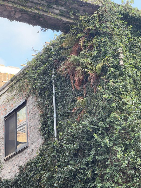 Немного кадров в ленту.В кратце текущая повестка:Учеба, из 3х месяцев  китайского я посетил без пропусков чуть больше 2х, затем перестал. Последний раз сходил в понедельник на этой неделе, а то уже учитель спрашивал когда я вернусь, хотя предупреждал что пока не знаю вернусь ли. Я вероятнее пойду снова на тот же уровень осенью или на следующий уровень если повторю весь материал первого семестра самостоятельно за лето.Утомился от дейтинг приложения, удалил, пожалел что пропустил один раз учебу, потом пошло по накатанной, потому что после пропуска один раз, ты думаешь что будешь уже обузой не зная новый материал и будешь тянуть всех вниз, да и стало очень жарко, уже по 33 днем на улице. В идеале к осени переехать, но много сомнений на этот повод, тут мне комфортно.Начал парттайм подработку, пока процесс оформления на фулл тайм еще в процессе, надеюсь успею с подработкой к тому времени.Всем хорошего лета! Жара это тяжело, но видимо из-за нее какие-то неверояино объемные облака образуются, гуляю, потею но наслаждаюсь!Немного кадров в ленту.В кратце текущая повестка:Учеба, из 3х месяцев  китайского я посетил без пропусков чуть больше 2х, затем перестал. Последний раз сходил в понедельник на этой неделе, а то уже учитель спрашивал когда я вернусь, хотя предупреждал что пока не знаю вернусь ли. Я вероятнее пойду снова на тот же уровень осенью или на следующий уровень если повторю весь материал первого семестра самостоятельно за лето.Утомился от дейтинг приложения, удалил, пожалел что пропустил один раз учебу, потом пошло по накатанной, потому что после пропуска один раз, ты думаешь что будешь уже обузой не зная новый материал и будешь тянуть всех вниз, да и стало очень жарко, уже по 33 днем на улице. В идеале к осени переехать, но много сомнений на этот повод, тут мне комфортно.Начал парттайм подработку, пока процесс оформления на фулл тайм еще в процессе, надеюсь успею с подработкой к тому времени.Всем хорошего лета! Жара это тяжело, но видимо из-за нее какие-то неверояино объемные облака образуются, гуляю, потею но наслаждаюсь!