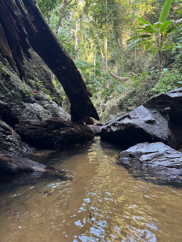 Доброе утро! Выдалась минутка подумать. Из-за того что сегодня нужно съезжать, а на долгосрок так и не нашел что снимать, нахожусь в активном поиске, поэтому ощущаю себя немного беззащитным, видимо так влияет базовая потребность человека в жилище. Это не проблема, просто ощущение, уверен все найдется, просто хочется найти что-то хорошее и по низкой цене.А так все предыдущие дни куда-то катался, что-то смотрел и ел. Удалось даже посетить местную забегаловку со звездой Мишлен, в Пхукет тауне, где поели на троих на 20 долларов, было много не удалось доесть.Привык к местному движению на дорогах. Останавливал гаишник, но так как у меня есть российские права с А категорией то отпустил и попросил в следующий раз приезжать с международными.Похайкали по тропам местным, конечно обустроены они совсем не как в штатах, но ходить можно.Есть опция питаться очень дешево. Из интересных отличий от штатов, минимаркеты 7/11 и фастфуд McDonald’s пришли сюда из США, но тут это приличные места, а в Штатах гадюшники. Особенно 7/11, тут это очень чистое место где всегда хорошо пахнет, а в штатах место обитания бездомных с грязью вокруг. Так же тут много чего продают в маленьких пачках по адекватным ценам, в штатах обычно все в больших пачках или по сетам. А по штучно дорого.Как-то так пока. Фоток делаю мало, так как обычно кругом много людей, а я не могу себе пока позволить делать фотографии без согласия.Доброе утро! Выдалась минутка подумать. Из-за того что сегодня нужно съезжать, а на долгосрок так и не нашел что снимать, нахожусь в активном поиске, поэтому ощущаю себя немного беззащитным, видимо так влияет базовая потребность человека в жилище. Это не проблема, просто ощущение, уверен все найдется, просто хочется найти что-то хорошее и по низкой цене.А так все предыдущие дни куда-то катался, что-то смотрел и ел. Удалось даже посетить местную забегаловку со звездой Мишлен, в Пхукет тауне, где поели на троих на 20 долларов, было много не удалось доесть.Привык к местному движению на дорогах. Останавливал гаишник, но так как у меня есть российские права с А категорией то отпустил и попросил в следующий раз приезжать с международными.Похайкали по тропам местным, конечно обустроены они совсем не как в штатах, но ходить можно.Есть опция питаться очень дешево. Из интересных отличий от штатов, минимаркеты 7/11 и фастфуд McDonald’s пришли сюда из США, но тут это приличные места, а в Штатах гадюшники. Особенно 7/11, тут это очень чистое место где всегда хорошо пахнет, а в штатах место обитания бездомных с грязью вокруг. Так же тут много чего продают в маленьких пачках по адекватным ценам, в штатах обычно все в больших пачках или по сетам. А по штучно дорого.Как-то так пока. Фоток делаю мало, так как обычно кругом много людей, а я не могу себе пока позволить делать фотографии без согласия.