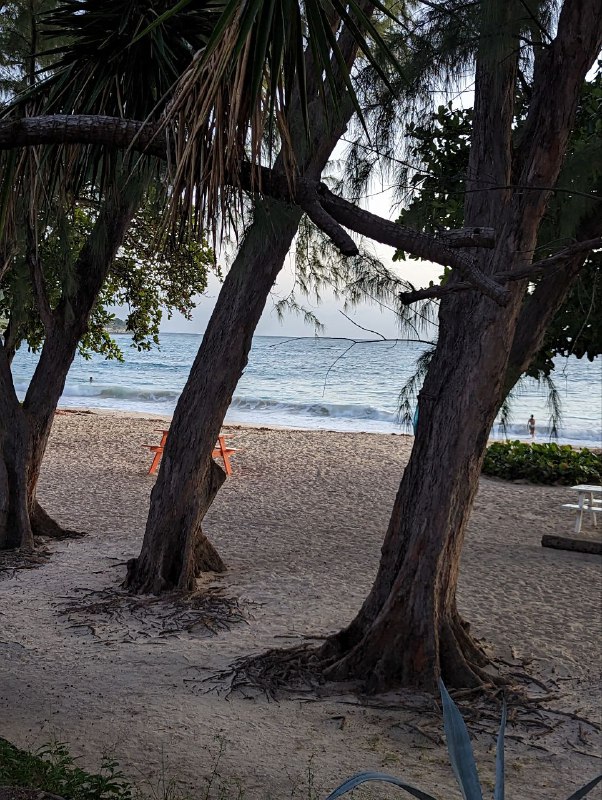 Ещё немного кадров, в общем пока все.Цены, все очень дорого, продукты, сервис, такси.Отели вообще заоблачные.Airbnb мне обошёлся в 60 долларов сутки, и на фоне всех остальных вариантов это ещё более менее.В КФС комбо обед стоит 13 долларов. По продуктам пока мало что могу сказать, позже расскажу.В баре посидел вчера, выпил 2 бутылки местного пива, ролл с креветками, фри, брауни, капучино и все это обошлось в 43 доллара, включая 15 процентов чаевых.10 минут на такси из аэропорта обошлось в 12 долларов.Принимают карту, пока везде где был. Один местный доллар равен ровно половине доллару США.Пытался плавать сегодня с утра, очень сильные волны, так что не рисковал заходить очень глубоко, только где доставал ногами, в целом весело попрыгал на волнах, от дома до пляжа по прямой 7 минут пешком.p.s. все цены указаны уже в us долларах.Ещё немного кадров, в общем пока все.Цены, все очень дорого, продукты, сервис, такси.Отели вообще заоблачные.Airbnb мне обошёлся в 60 долларов сутки, и на фоне всех остальных вариантов это ещё более менее.В КФС комбо обед стоит 13 долларов. По продуктам пока мало что могу сказать, позже расскажу.В баре посидел вчера, выпил 2 бутылки местного пива, ролл с креветками, фри, брауни, капучино и все это обошлось в 43 доллара, включая 15 процентов чаевых.10 минут на такси из аэропорта обошлось в 12 долларов.Принимают карту, пока везде где был. Один местный доллар равен ровно половине доллару США.Пытался плавать сегодня с утра, очень сильные волны, так что не рисковал заходить очень глубоко, только где доставал ногами, в целом весело попрыгал на волнах, от дома до пляжа по прямой 7 минут пешком.p.s. все цены указаны уже в us долларах.
