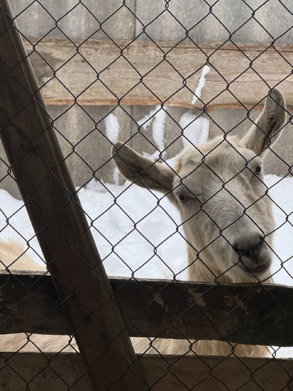 Впечатление о приезде!Билет куплен на 1 января, цены конечно космос, но больше задерживаться нельзя, далее уже по 30 дневному сроку не вписываюсь, если буду лететь теми же удобными авиалиниями.Обещанные впечатления о приезде. Я очень скучал по зиме и холоду, потому что последний год был проведен в довольно жарком климате Таиланда и Тайваня, только последний месяц стал комфортным для пребывания. Поэтому я летел в Казань с ожиданием замерзнуть, посмотреть на снег, ощутить этот погодный контраст. В целом это я получил сполна. В день прилета было -7, снега не было, это чуть подпортило зимнюю сказку, но буквально в течении следующих нескольких дней выпало много снега, и было несколько ясных дней с голубым небом. Ты выходишь в деревне рано утром на улицу, морозец, небо синее, ветра нет, снег пушистый, хрустит под ногами, красота. Но последующие дни почти все были с затянутым серым небом, в городе снег на дорогах успел почернеть и атмосфера стала совсем не сказочной. На текущий момент я насытился зимой и хочется уже вернуться к Тайваньскому климату.Я когда летел, почти никого не предупреждал, хотел сделать сюрприз, из семьи никто не знал. В итоге приезжаю до Инеша, захожу сначала к бабушке с маской на лице и в капюшоне, она смотрит с подозрением, возможно подумала что пришел грабитель и я решил не пугать ее дальше и снял маску, после чего она конечно же сразу удивилась, обнялись, порадовались и первый же ее вопрос был “Ты к нам навсегда?”, пришлось ее расстроить, но тем не менее, сюрприз удался. Затем пошел в родительский дом, так же в маске, но папа сразу узнал меня, маска не помогла и подбежал и обнял и заулыбался так по детски и искренне, было очень тепло и приятно, ну а дальше увидел и других домочадцев)С друзьями было сложнее, из них тоже никому не говорил, бабушка моего друга каждый день с моей бабушкой завтракают вместе и от нее я узнал что он должен привезти им ребенка на вечер через пару дней, попросил ее не говорить им, потому что решил им всем тоже устроить сюрприз, она молодец, сдержала молчание. В итоге в день их гулянки, я пришел к тому же бару где они собрались, одному из друзей за день сообщил что я тут и хочу сделать сюрприз и мы провернули целую операцию. В момент когда я заходил, он отвлек друзей, я сел к ним спиной, бармен принес мне заранее заказанный другом бокал пива со словами “Вот ваш welcome drink”, после чего друг зовет друзей показать фокус, подходят ко мне со спины и я оборачиваюсь со словами “О, вы тоже здесь?”, то что все были очень сильно удивлены, это еще мягко сказано. В итоге обнялись со всеми и гуляли весь вечер, как в старые добрые, как будто даже не уезжал, было очень весело!Про окружающую обстановку связанную с войной, первое время казалось что вообще ничего об этом не напоминает, люди живут, ходят по своим делам, лишь плакаты с призывами на службу иногда попадаются в городе. Только родители дома не прекращая смотрят новости по телеку и не только((Но на днях произошло следующее…Я вообще не слежу за местными новостями, ехал в город 21 числа в клинику по своим делишкам, ничего не предвещало беды. Выхожу из автобуса и мне звонит администратор из клиники и сообщает что моего врача срочно вызвали в гос клинику, основное место его работы, из-за БПЛА которые врезались в одну из высоток Казани этим утром и мой прием отменяется, так как там есть пострадавшие и может понадобиться его помощь. После захожу в ТГ, читаю что покидали друзья, про это событие, и оказывается что БПЛА влетели в дом, который находится в 300-500 метрах от моей квартиры, которую я продал. Решаю ехать обратно, ибо нечего делать в городе в такое время, иду к автобусу и вдруг слышу взрыв, довольно громкий, потом еще один и звук сирен, люди на улице никак не реагируют, лишь одна девушка побежала в сторону метро. В общем “Welcome to Russia”…Впечатление о приезде!Билет куплен на 1 января, цены конечно космос, но больше задерживаться нельзя, далее уже по 30 дневному сроку не вписываюсь, если буду лететь теми же удобными авиалиниями.Обещанные впечатления о приезде. Я очень скучал по зиме и холоду, потому что последний год был проведен в довольно жарком климате Таиланда и Тайваня, только последний месяц стал комфортным для пребывания. Поэтому я летел в Казань с ожиданием замерзнуть, посмотреть на снег, ощутить этот погодный контраст. В целом это я получил сполна. В день прилета было -7, снега не было, это чуть подпортило зимнюю сказку, но буквально в течении следующих нескольких дней выпало много снега, и было несколько ясных дней с голубым небом. Ты выходишь в деревне рано утром на улицу, морозец, небо синее, ветра нет, снег пушистый, хрустит под ногами, красота. Но последующие дни почти все были с затянутым серым небом, в городе снег на дорогах успел почернеть и атмосфера стала совсем не сказочной. На текущий момент я насытился зимой и хочется уже вернуться к Тайваньскому климату.Я когда летел, почти никого не предупреждал, хотел сделать сюрприз, из семьи никто не знал. В итоге приезжаю до Инеша, захожу сначала к бабушке с маской на лице и в капюшоне, она смотрит с подозрением, возможно подумала что пришел грабитель и я решил не пугать ее дальше и снял маску, после чего она конечно же сразу удивилась, обнялись, порадовались и первый же ее вопрос был “Ты к нам навсегда?”, пришлось ее расстроить, но тем не менее, сюрприз удался. Затем пошел в родительский дом, так же в маске, но папа сразу узнал меня, маска не помогла и подбежал и обнял и заулыбался так по детски и искренне, было очень тепло и приятно, ну а дальше увидел и других домочадцев)С друзьями было сложнее, из них тоже никому не говорил, бабушка моего друга каждый день с моей бабушкой завтракают вместе и от нее я узнал что он должен привезти им ребенка на вечер через пару дней, попросил ее не говорить им, потому что решил им всем тоже устроить сюрприз, она молодец, сдержала молчание. В итоге в день их гулянки, я пришел к тому же бару где они собрались, одному из друзей за день сообщил что я тут и хочу сделать сюрприз и мы провернули целую операцию. В момент когда я заходил, он отвлек друзей, я сел к ним спиной, бармен принес мне заранее заказанный другом бокал пива со словами “Вот ваш welcome drink”, после чего друг зовет друзей показать фокус, подходят ко мне со спины и я оборачиваюсь со словами “О, вы тоже здесь?”, то что все были очень сильно удивлены, это еще мягко сказано. В итоге обнялись со всеми и гуляли весь вечер, как в старые добрые, как будто даже не уезжал, было очень весело!Про окружающую обстановку связанную с войной, первое время казалось что вообще ничего об этом не напоминает, люди живут, ходят по своим делам, лишь плакаты с призывами на службу иногда попадаются в городе. Только родители дома не прекращая смотрят новости по телеку и не только((Но на днях произошло следующее…Я вообще не слежу за местными новостями, ехал в город 21 числа в клинику по своим делишкам, ничего не предвещало беды. Выхожу из автобуса и мне звонит администратор из клиники и сообщает что моего врача срочно вызвали в гос клинику, основное место его работы, из-за БПЛА которые врезались в одну из высоток Казани этим утром и мой прием отменяется, так как там есть пострадавшие и может понадобиться его помощь. После захожу в ТГ, читаю что покидали друзья, про это событие, и оказывается что БПЛА влетели в дом, который находится в 300-500 метрах от моей квартиры, которую я продал. Решаю ехать обратно, ибо нечего делать в городе в такое время, иду к автобусу и вдруг слышу взрыв, довольно громкий, потом еще один и звук сирен, люди на улице никак не реагируют, лишь одна девушка побежала в сторону метро. В общем “Welcome to Russia”…